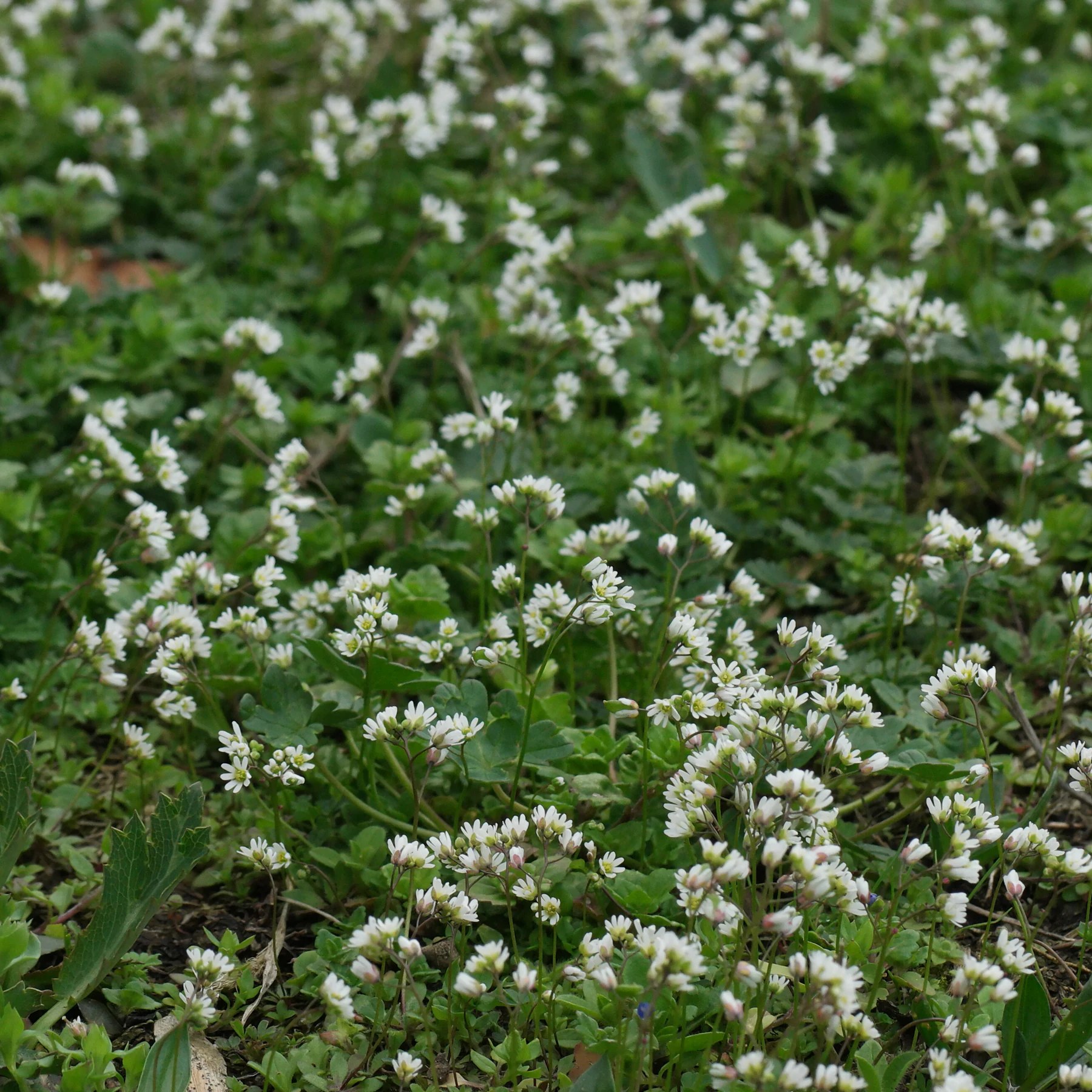 Drave printanière (Draba verna) du gazon