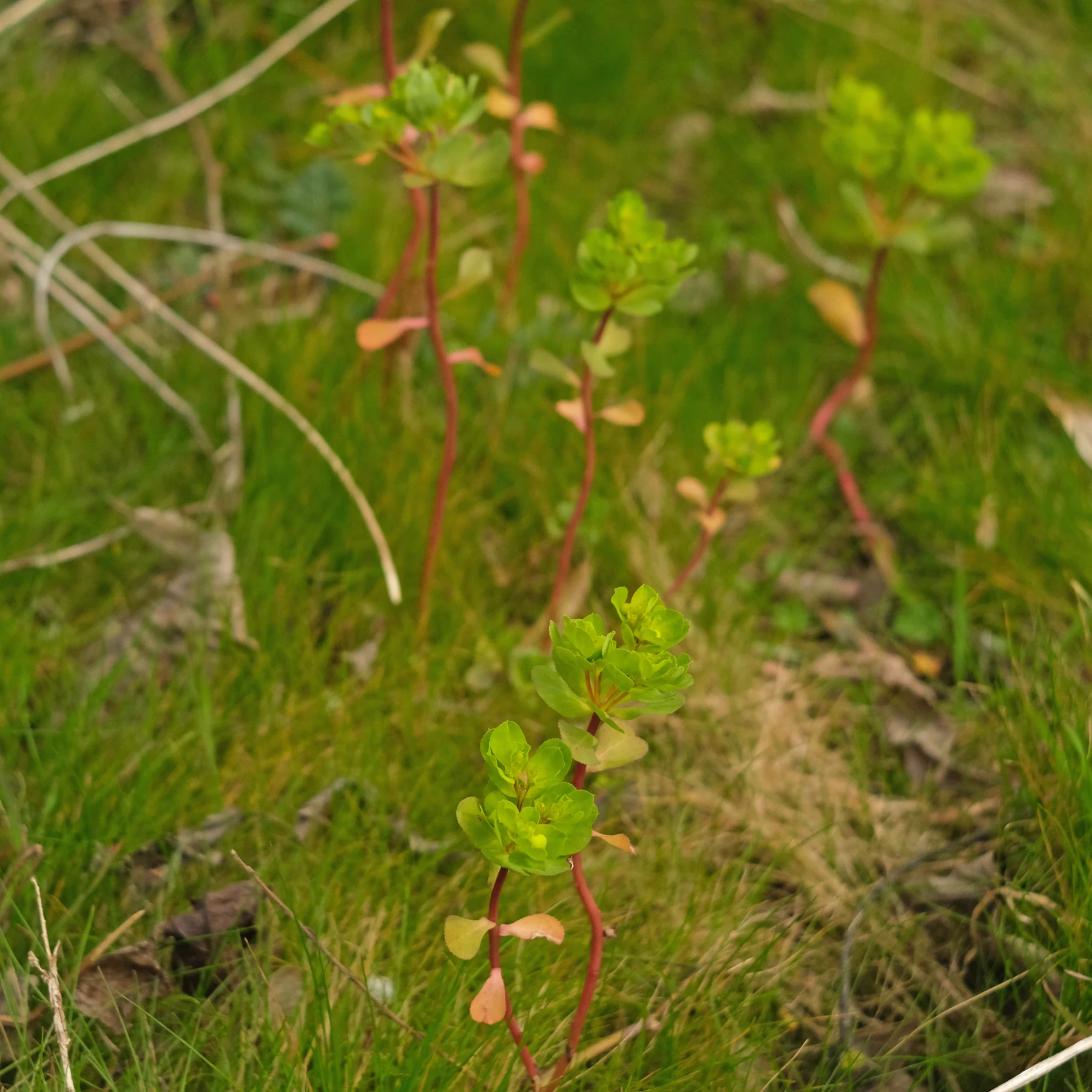 Euphorbe réveille matin (Euphorbia helioscopia) du gazon