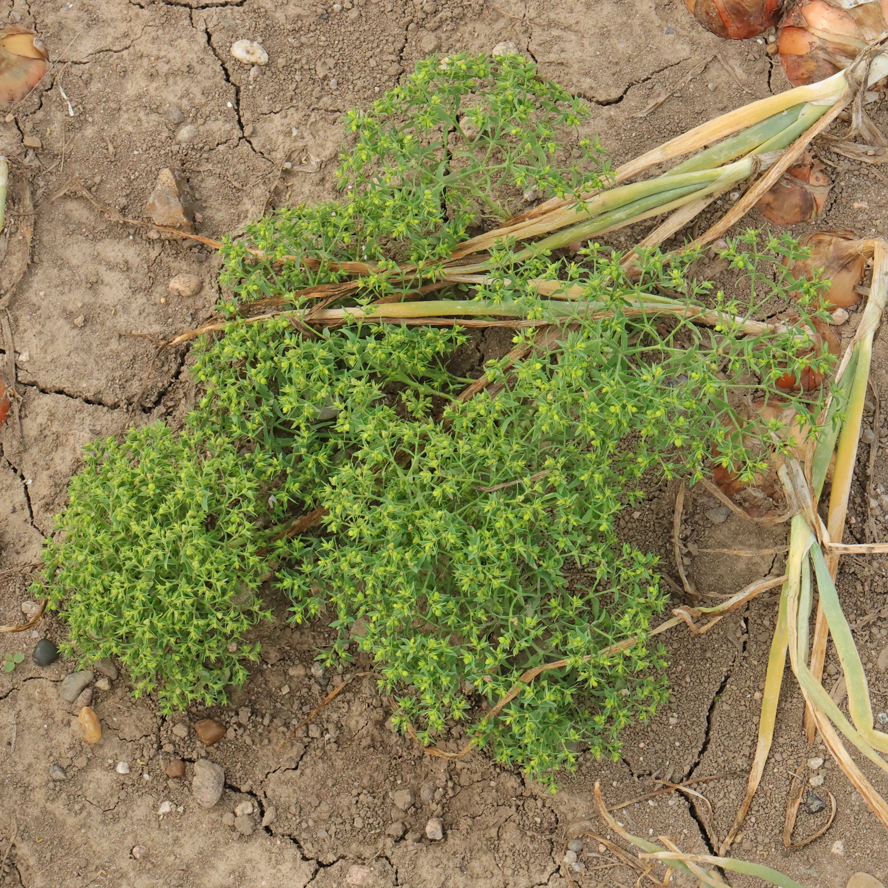 Euphorbia exigua