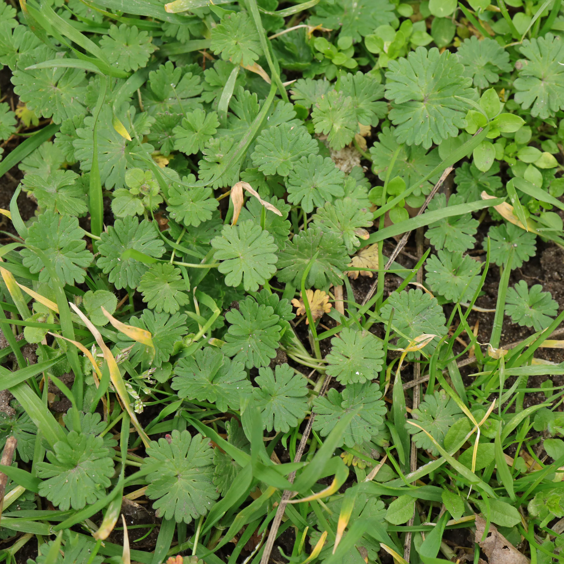 Géranium des Pyrénées (Geranium pyrenaicum) du gazon