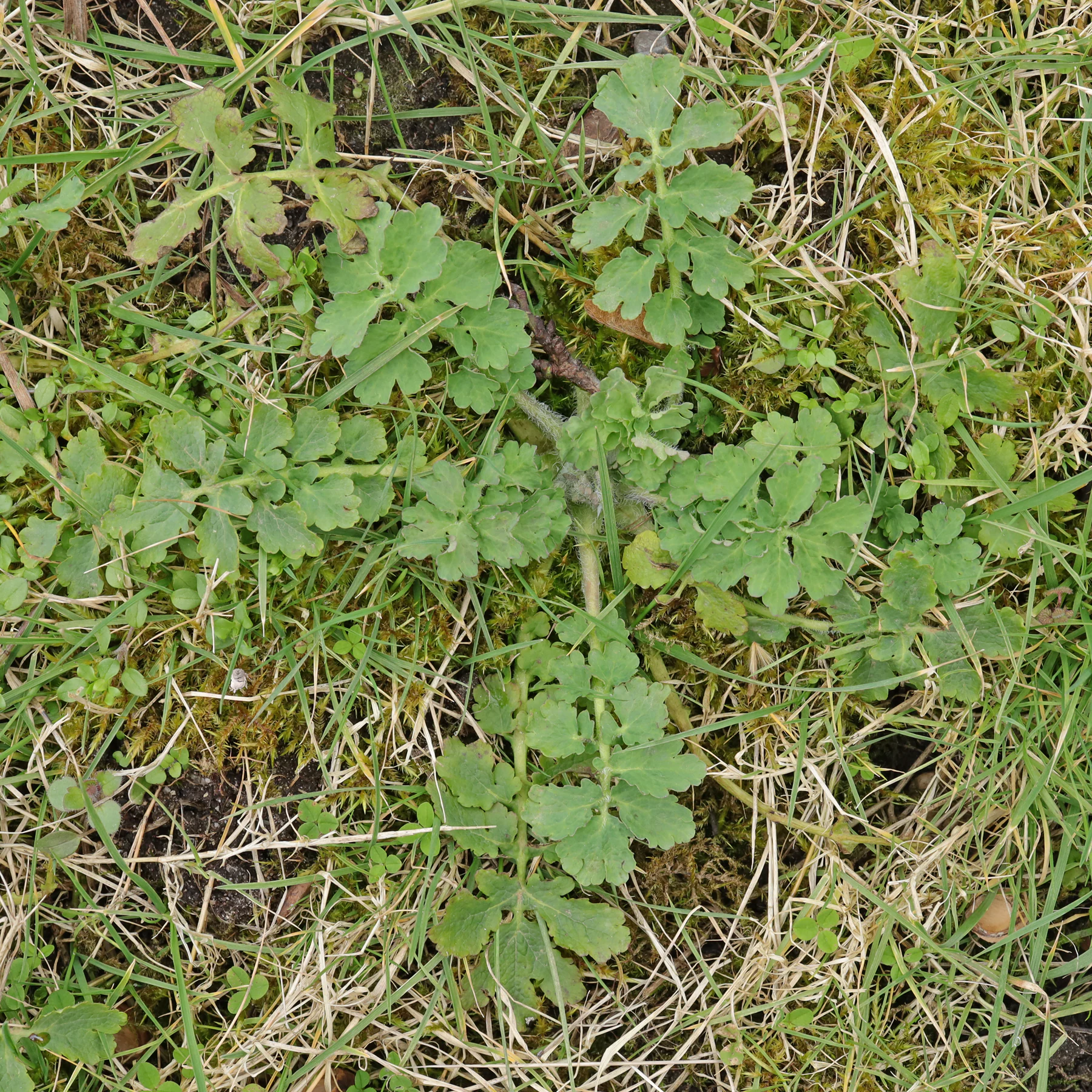 Grande chélidoine (Chelidonium majus) du gazon