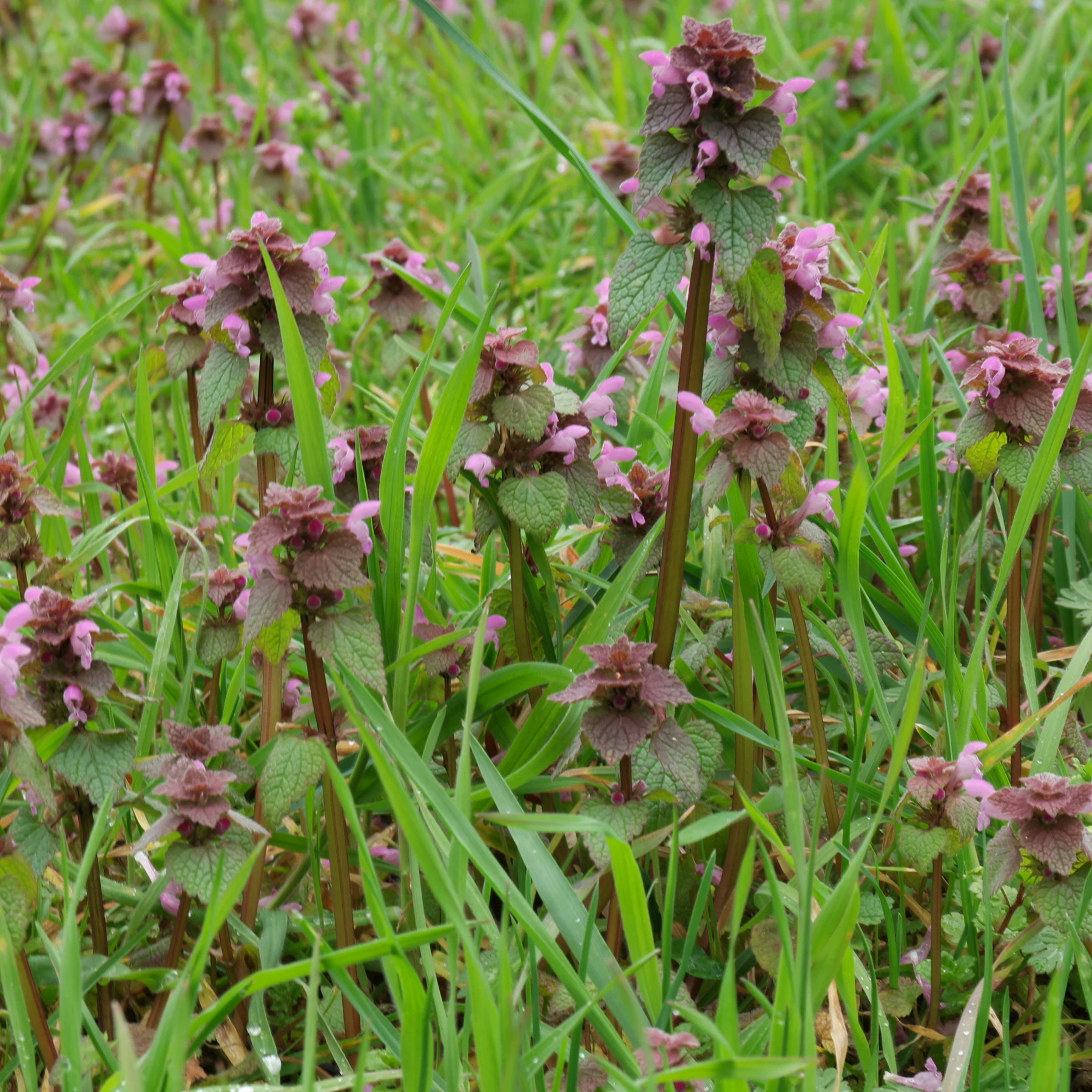 Lamier pourpre (Lamium purpureum) du gazon