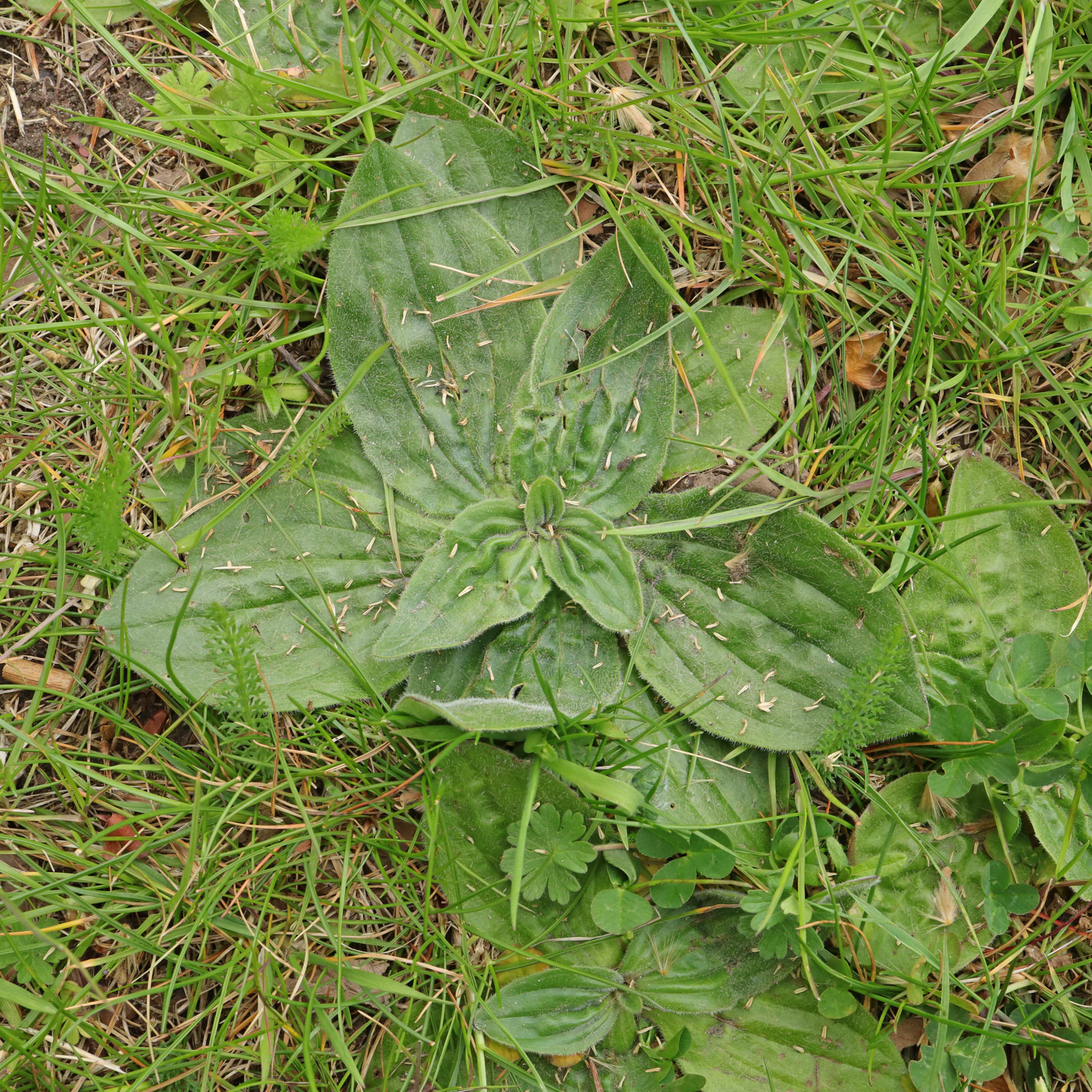 Plantain moyen (Plantago media) du gazon