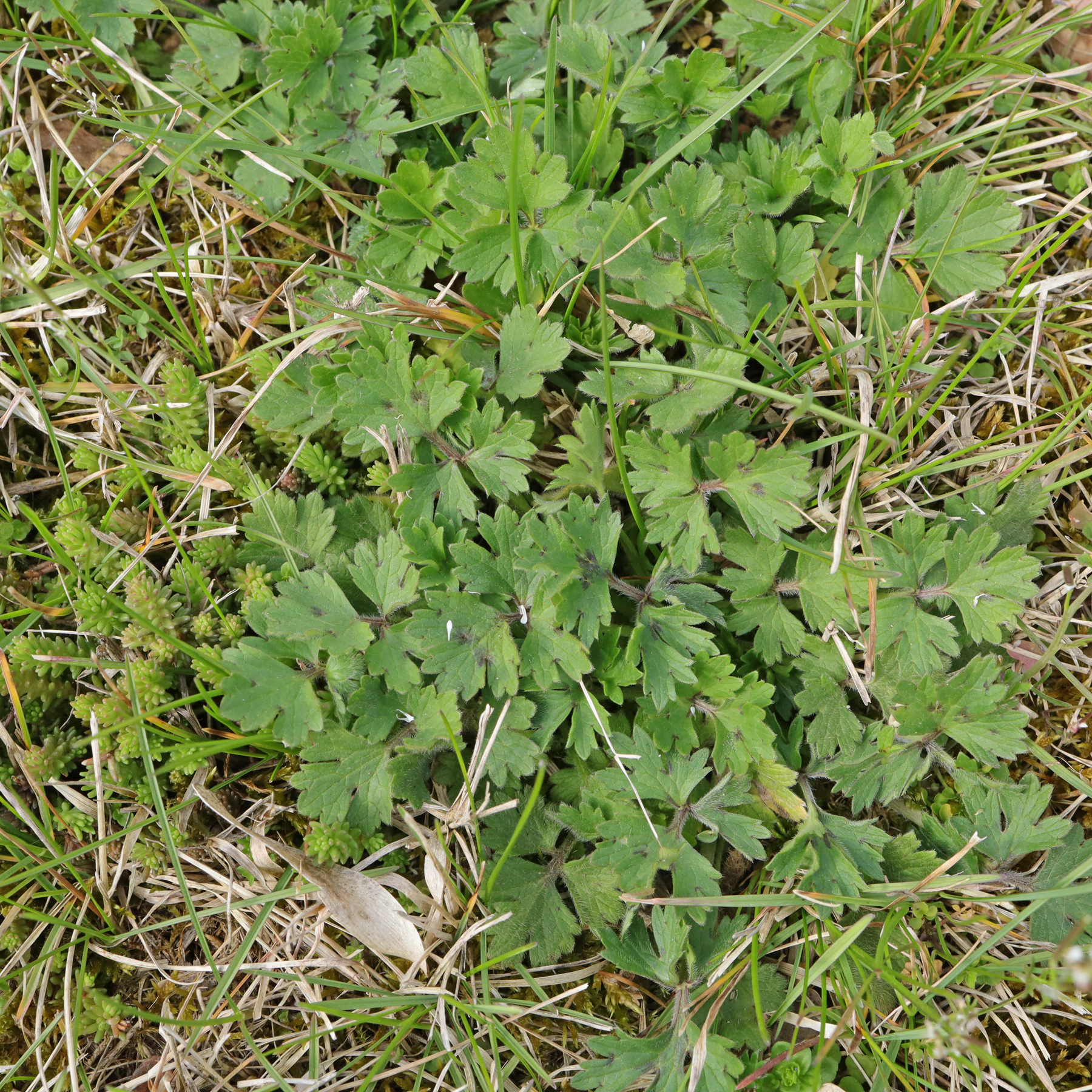 Renoncule bulbeuse (Ranunculus bulbosus) du gazon