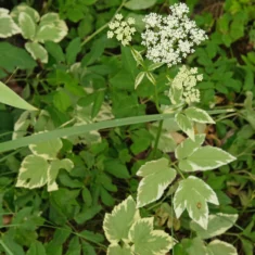 Aegopodium podagraria Variegata