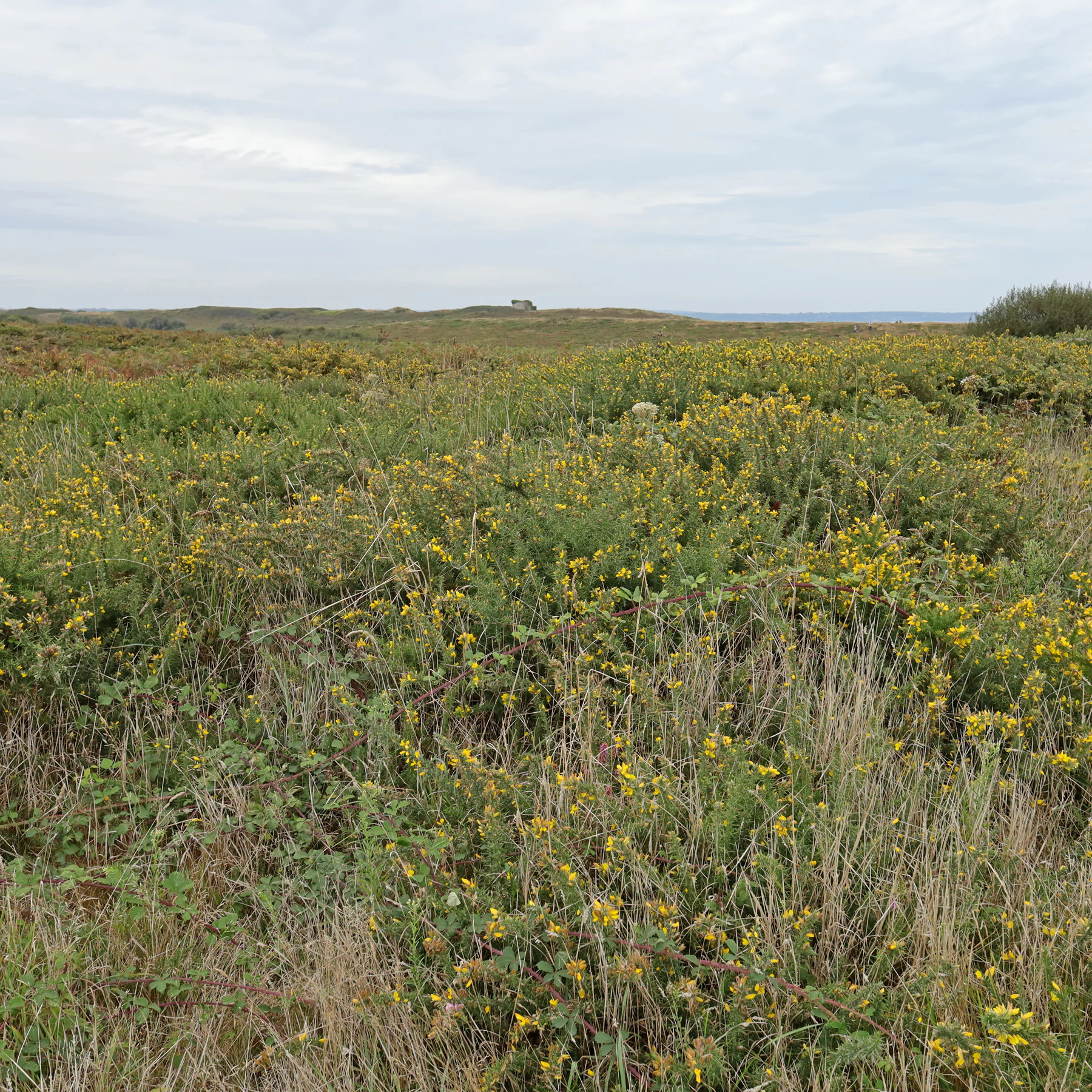 Ajonc de Le Gall au Cap Fréhel