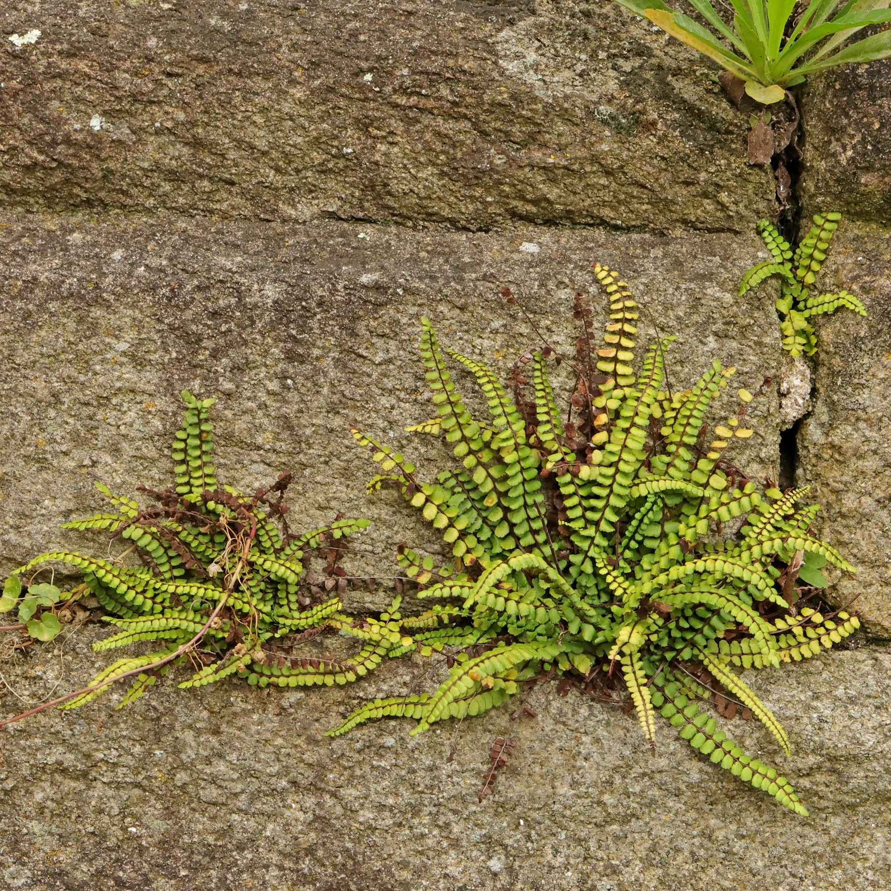 Asplenium trichomanes sur un mur