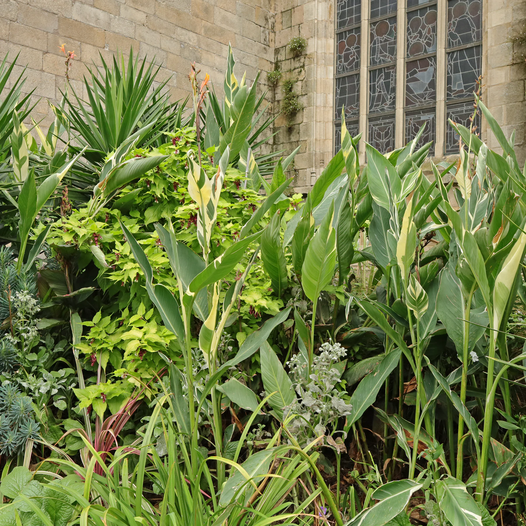 Canna × hybrida Stuttgart