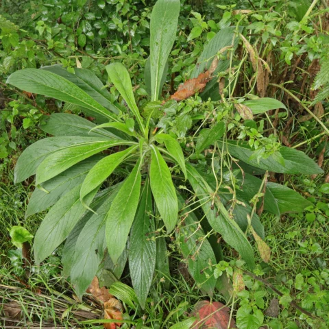 Echium pininana Vipérine
