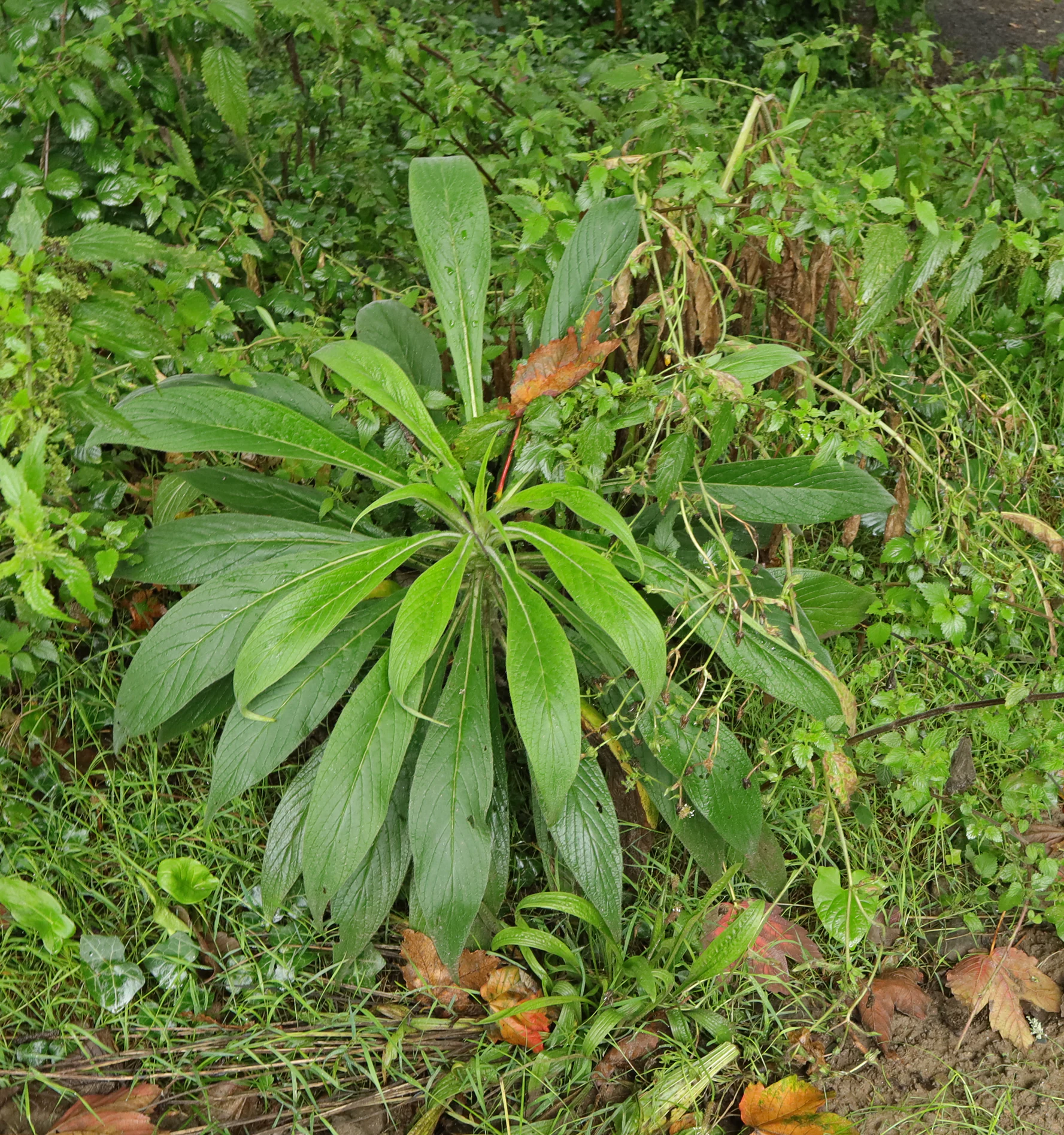 Echium pininana dans un buisson à Cancale
