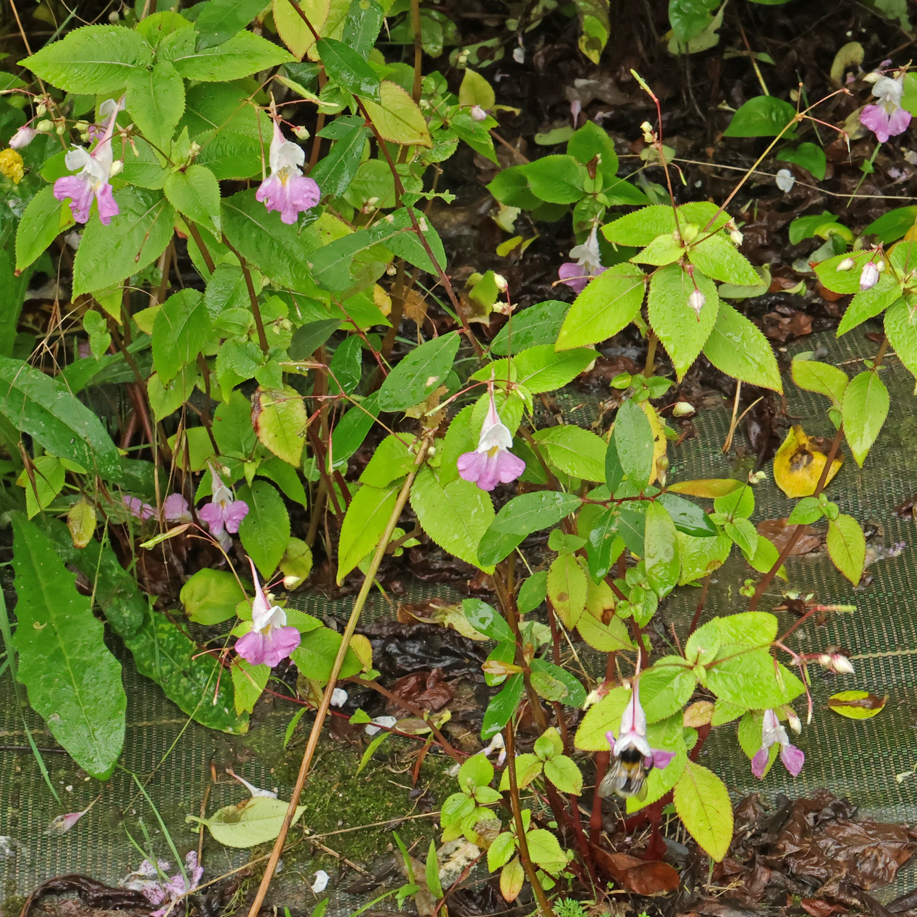 Impatiens balfourii