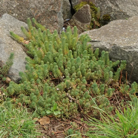 Orpin des Rochers Sedum rupestre