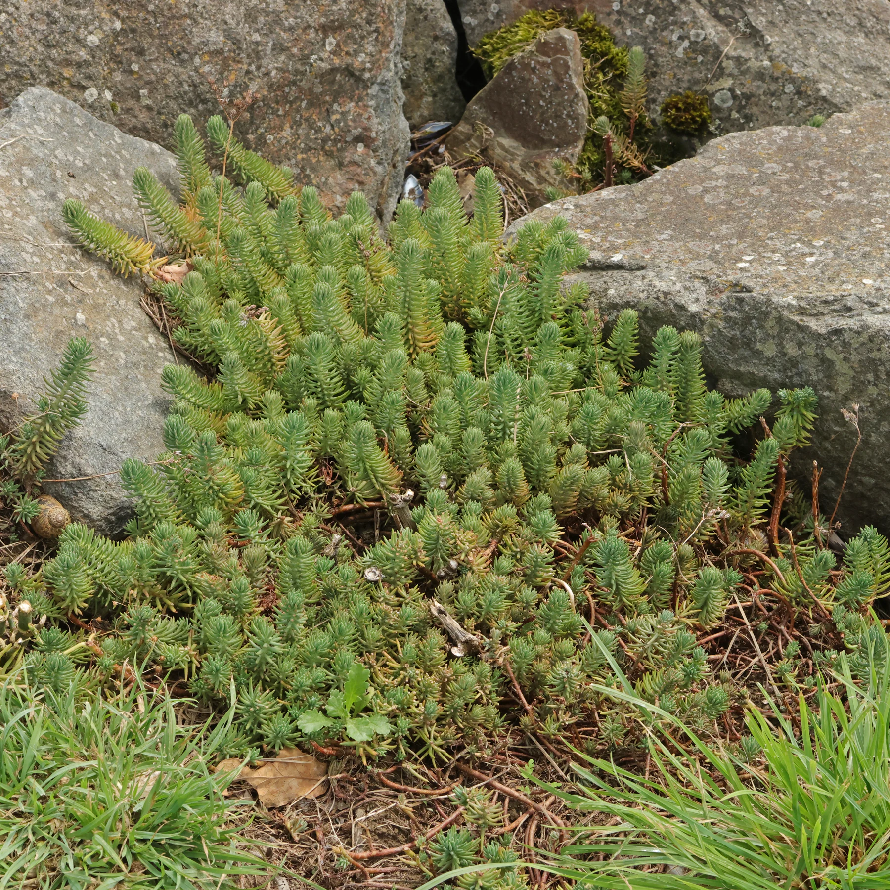 Orpin des Rochers Sedum rupestre