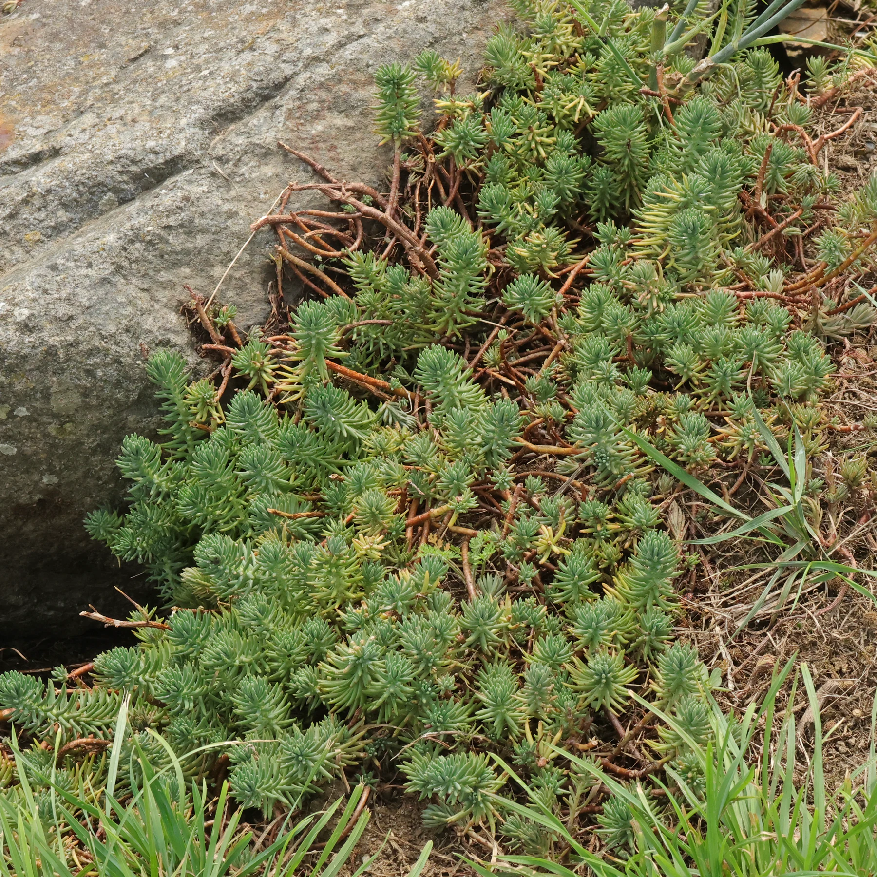 Orpin des Rochers