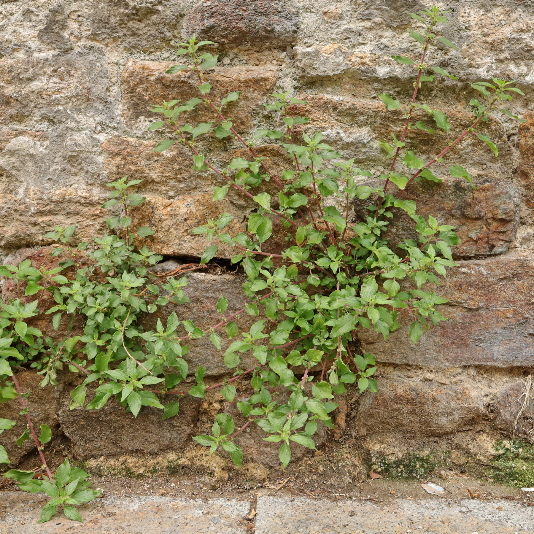 Pariétaire de Judée sur le mur de l'église