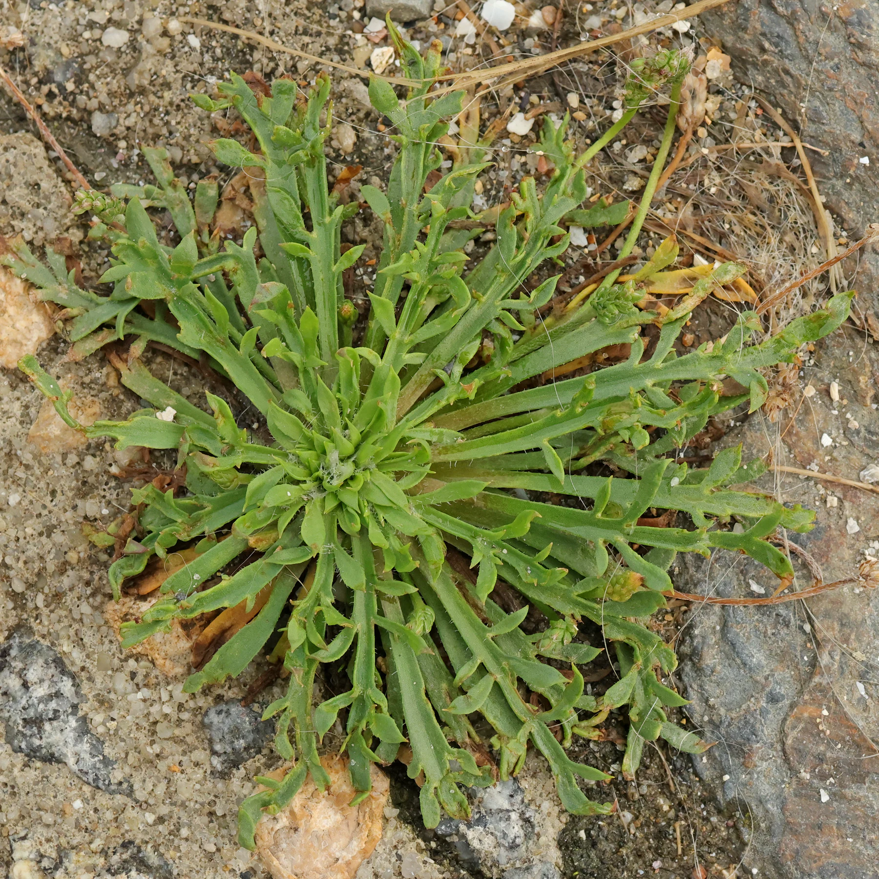 Plantago coronopus