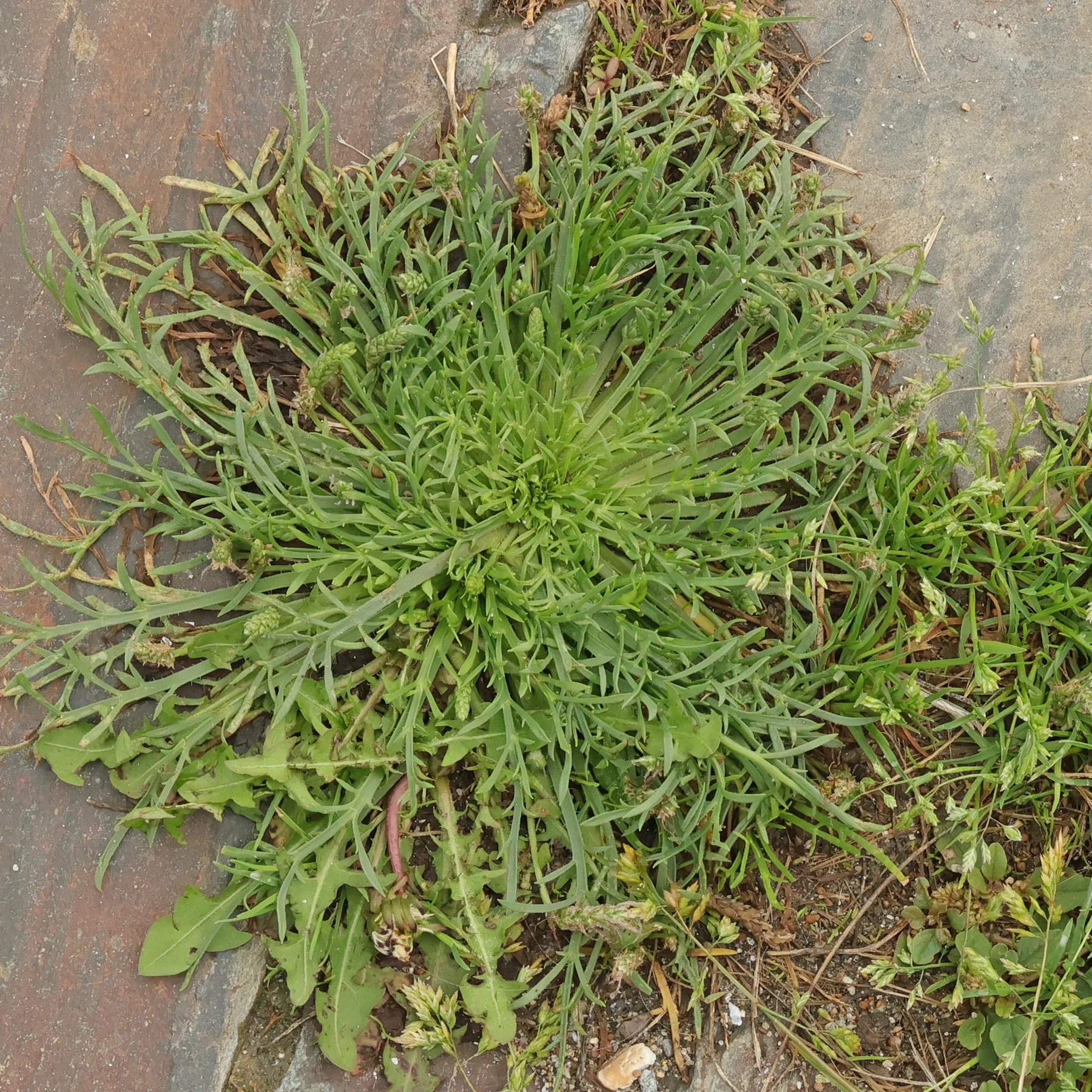 Plantago coronopus