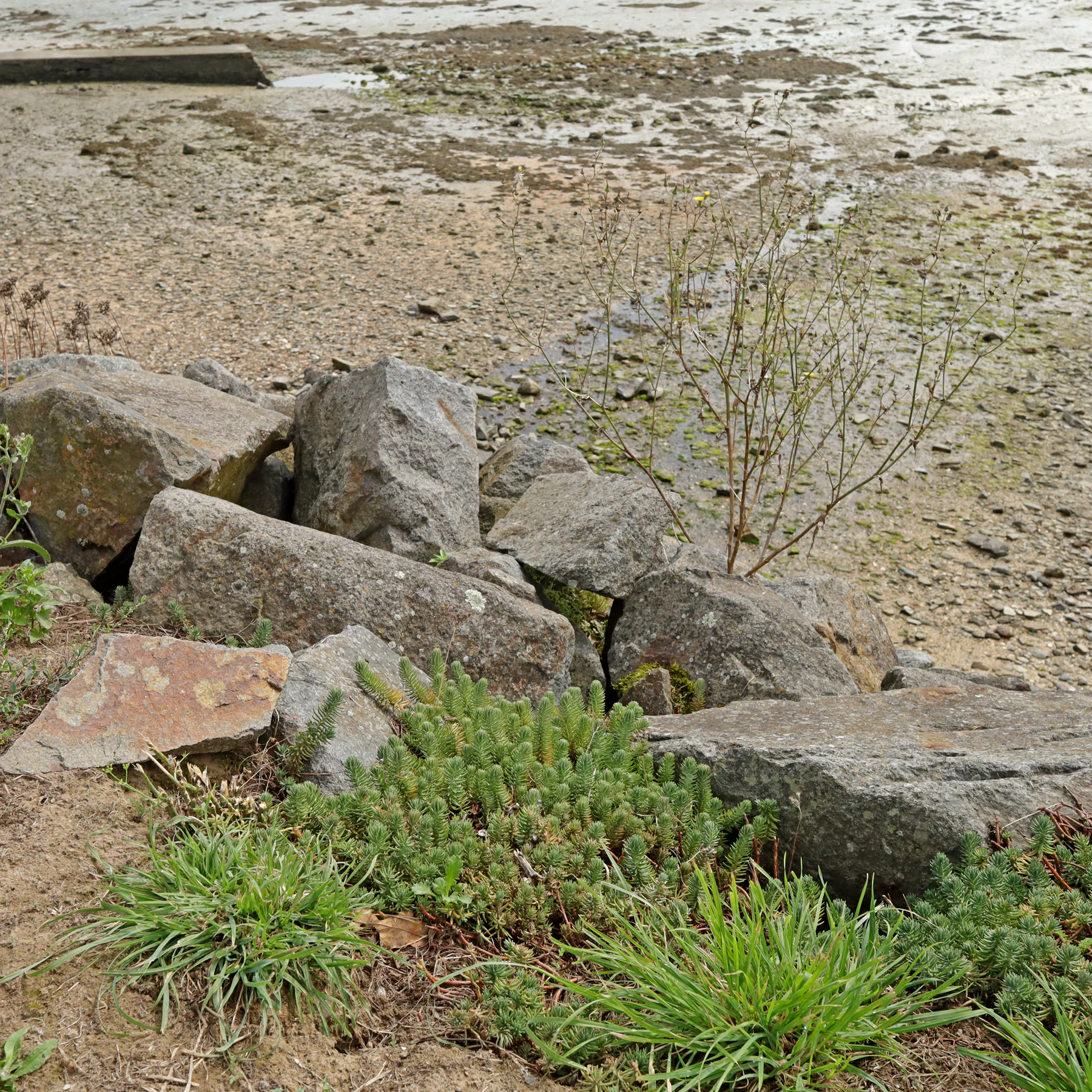 Sedum rupestre sur le port de Cancale