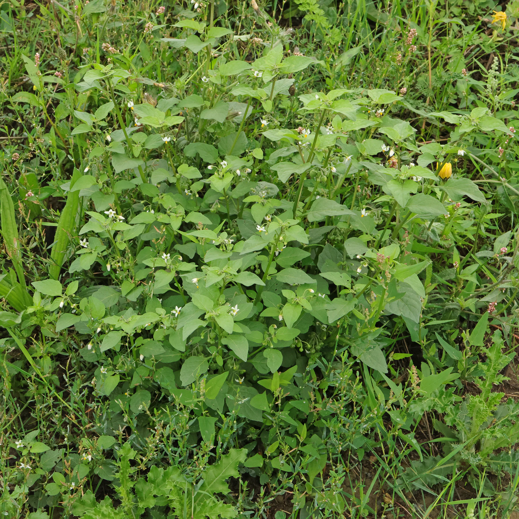 Solanum nigrum dans une prairie en Bretagne