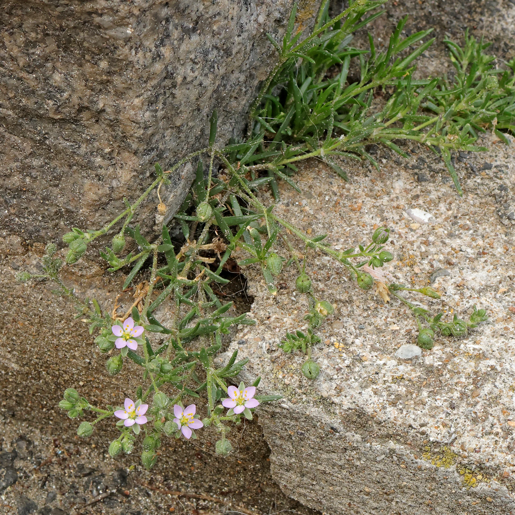 Spergularia rubra