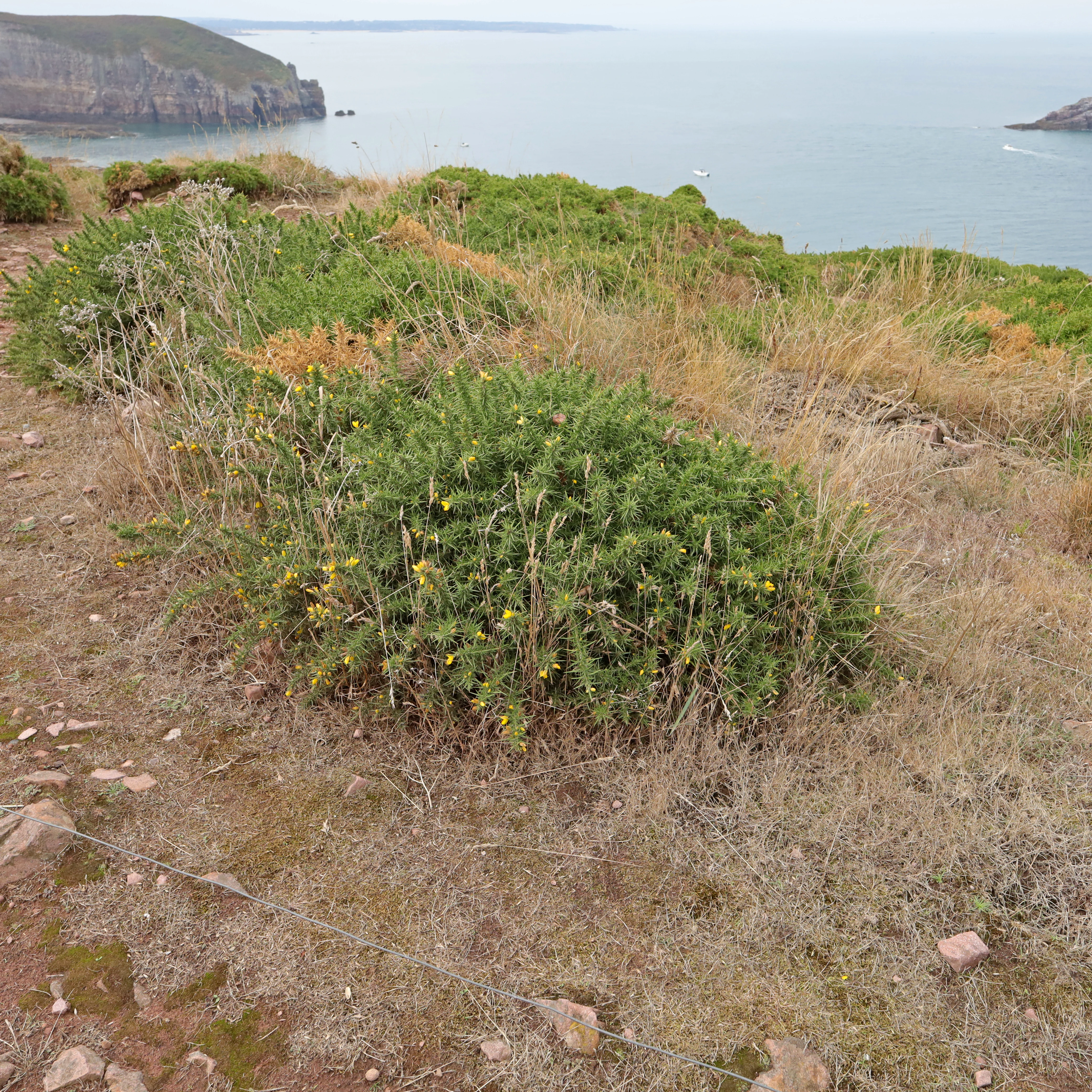 Ulex gallii au Cap Fréhel