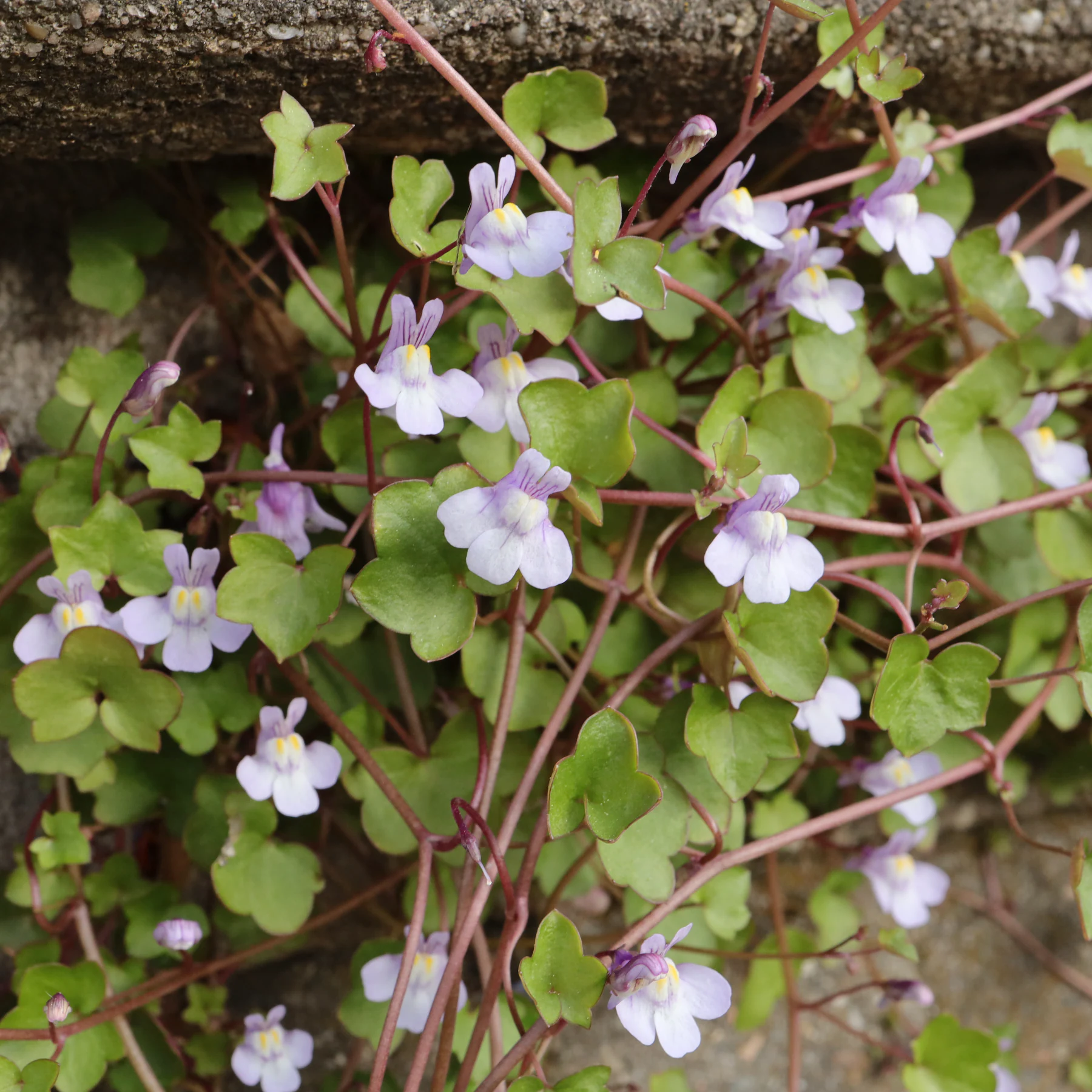 Cymbalaire des murs Cymbalaria muralis