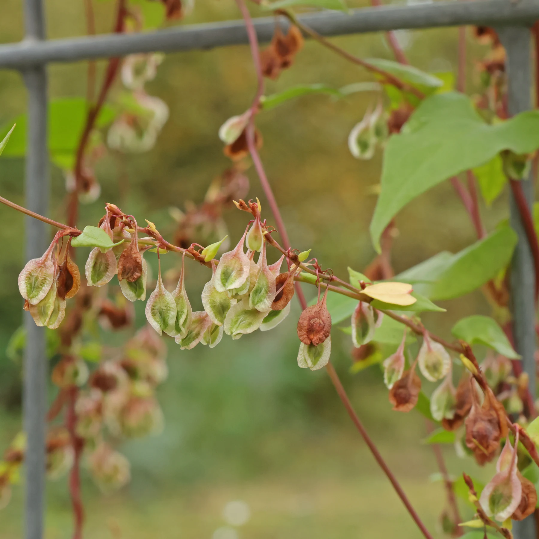 Fallopia dumetorum