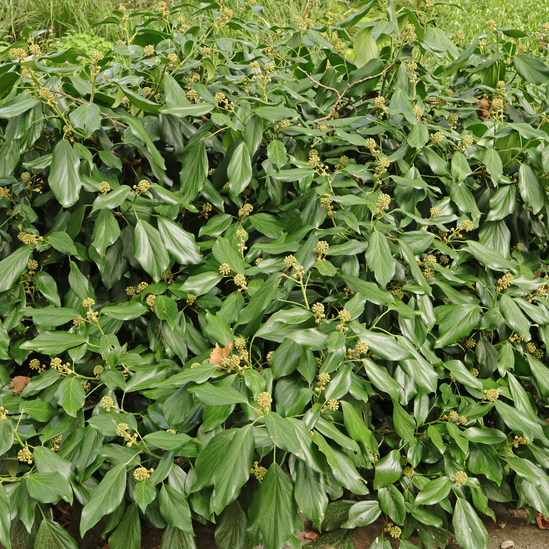 Hedera colchica Arborescens
