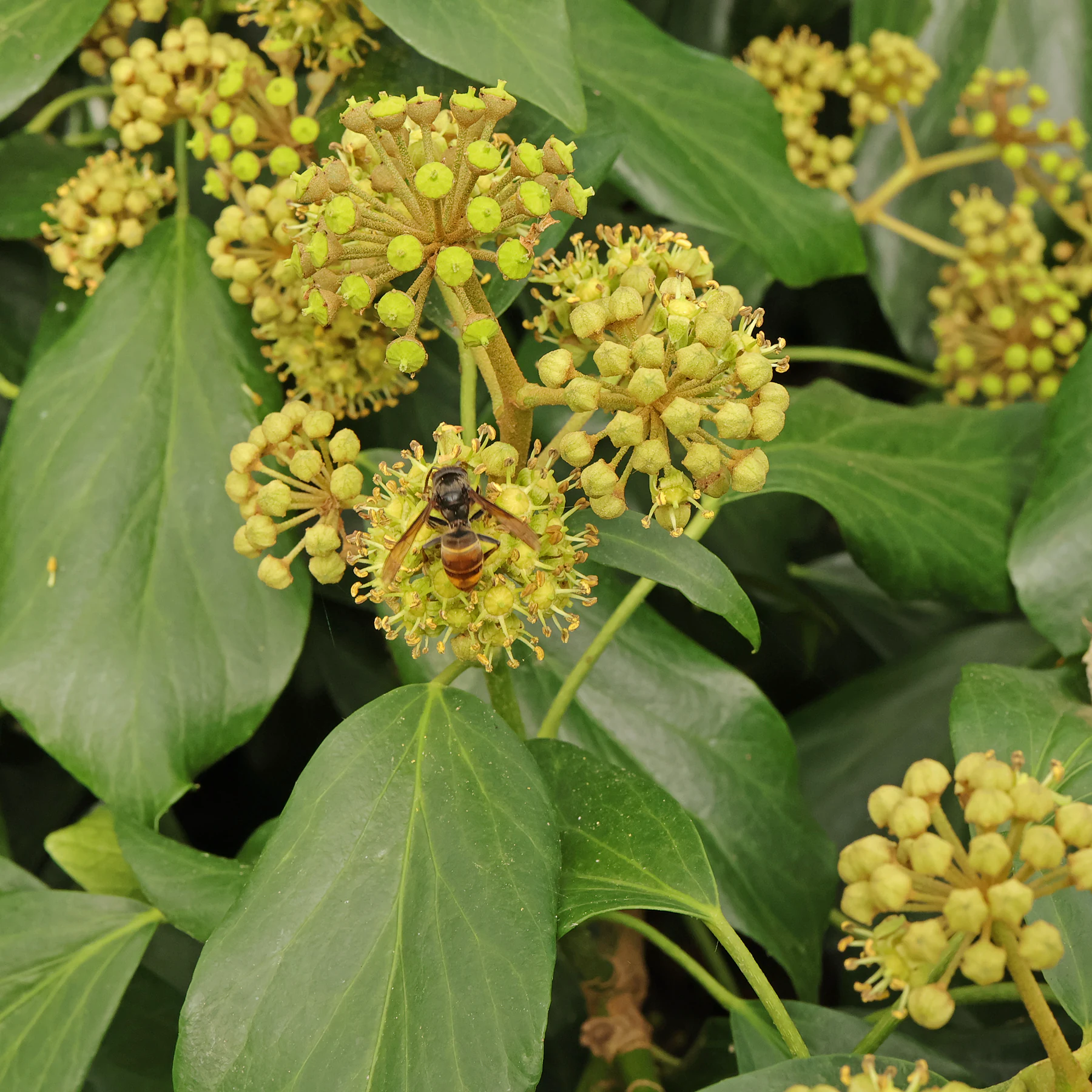 Hedera colchica Arborescens