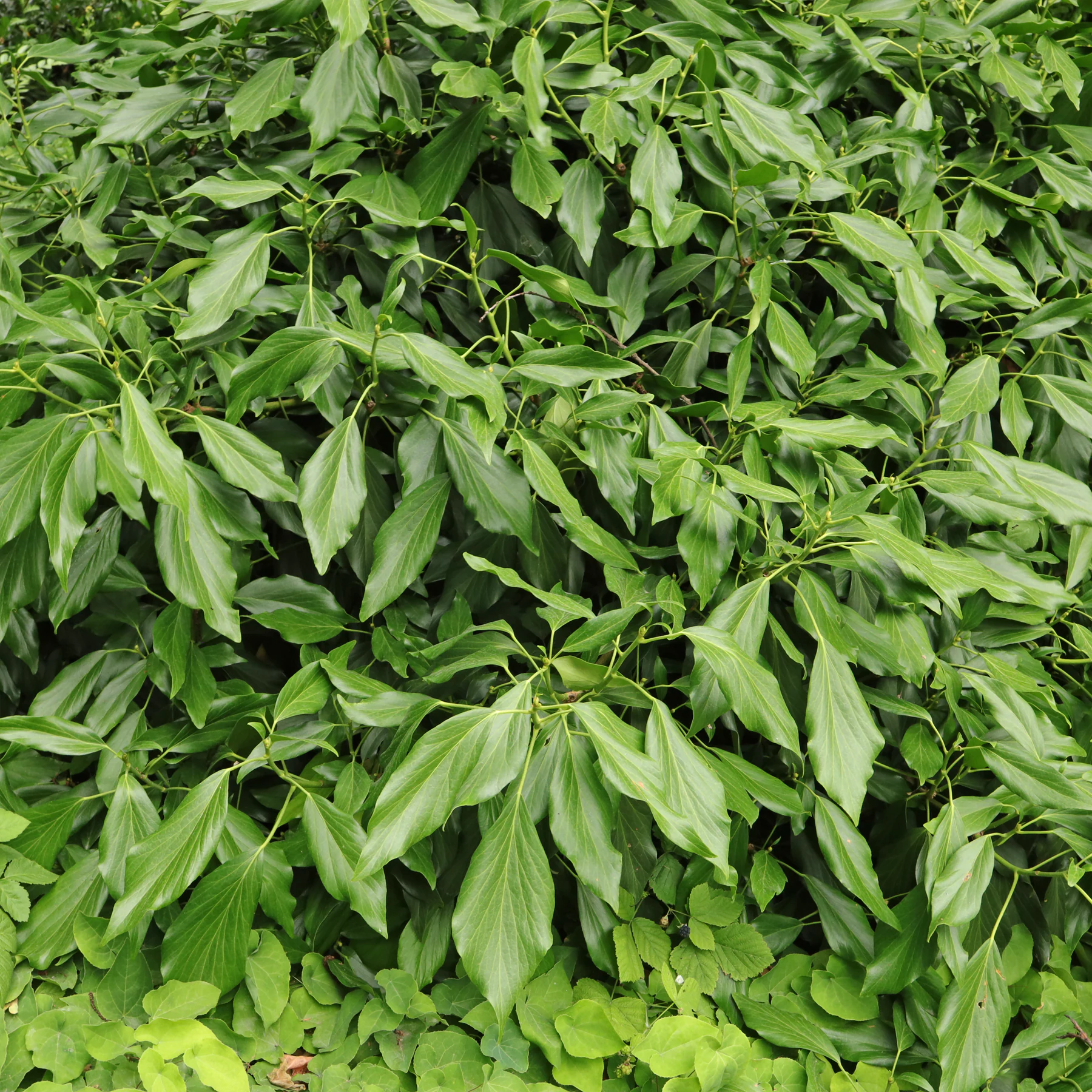 Hedera colchica Arborescens