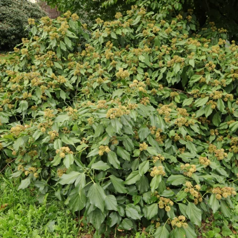 Hedera colchica Arborescens