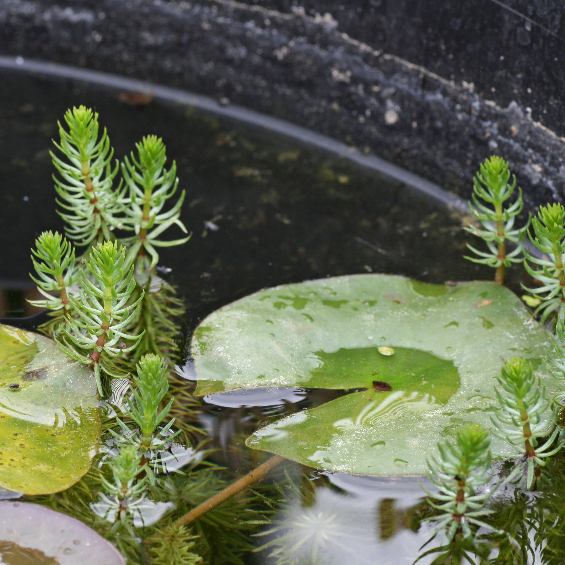 Hippuris vulgaris dans un bac de mortier
