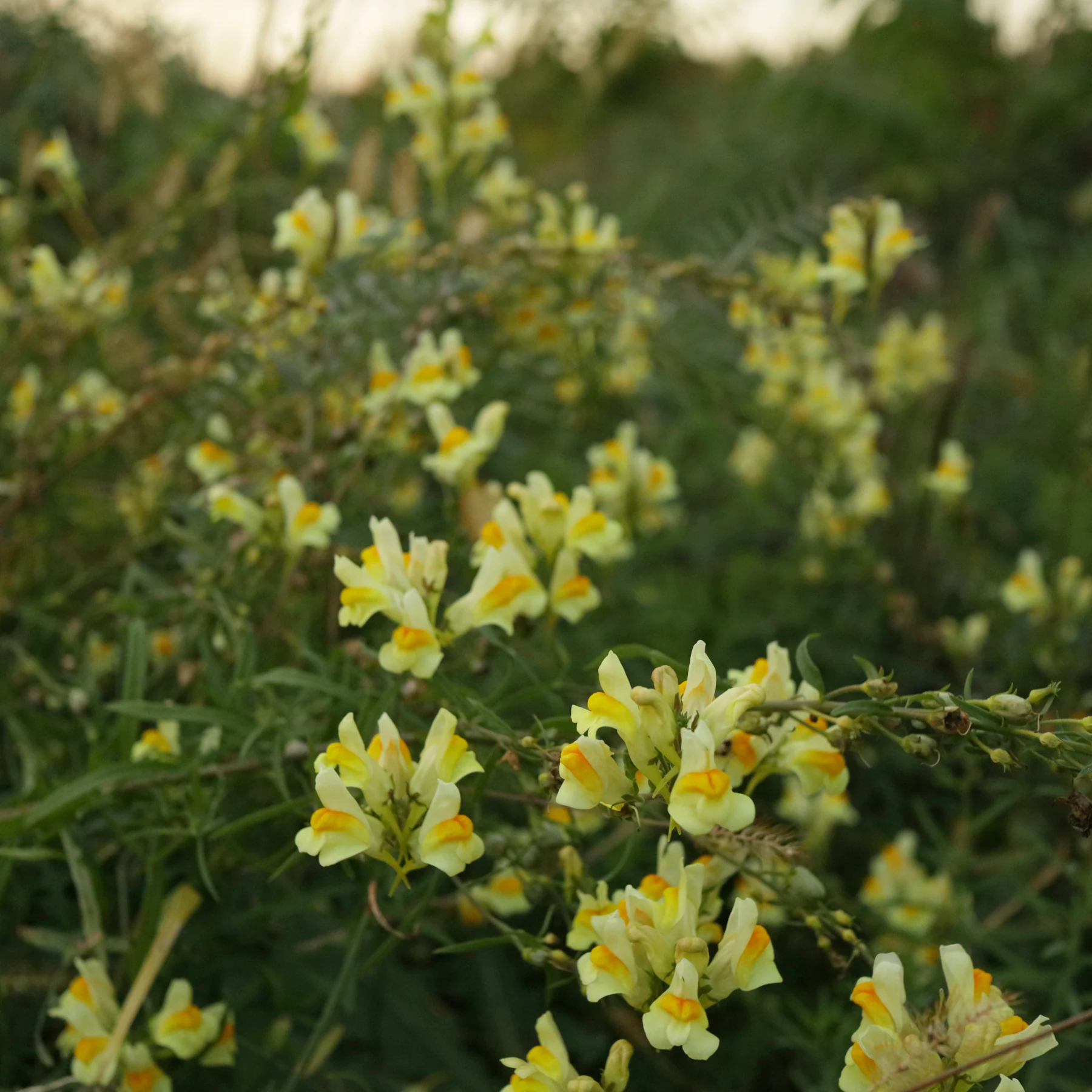 Linaire commune Linaria vulgaris
