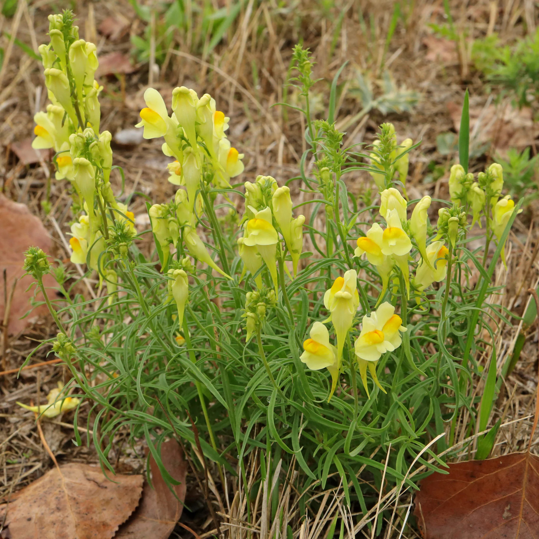 Linaria vulgaris