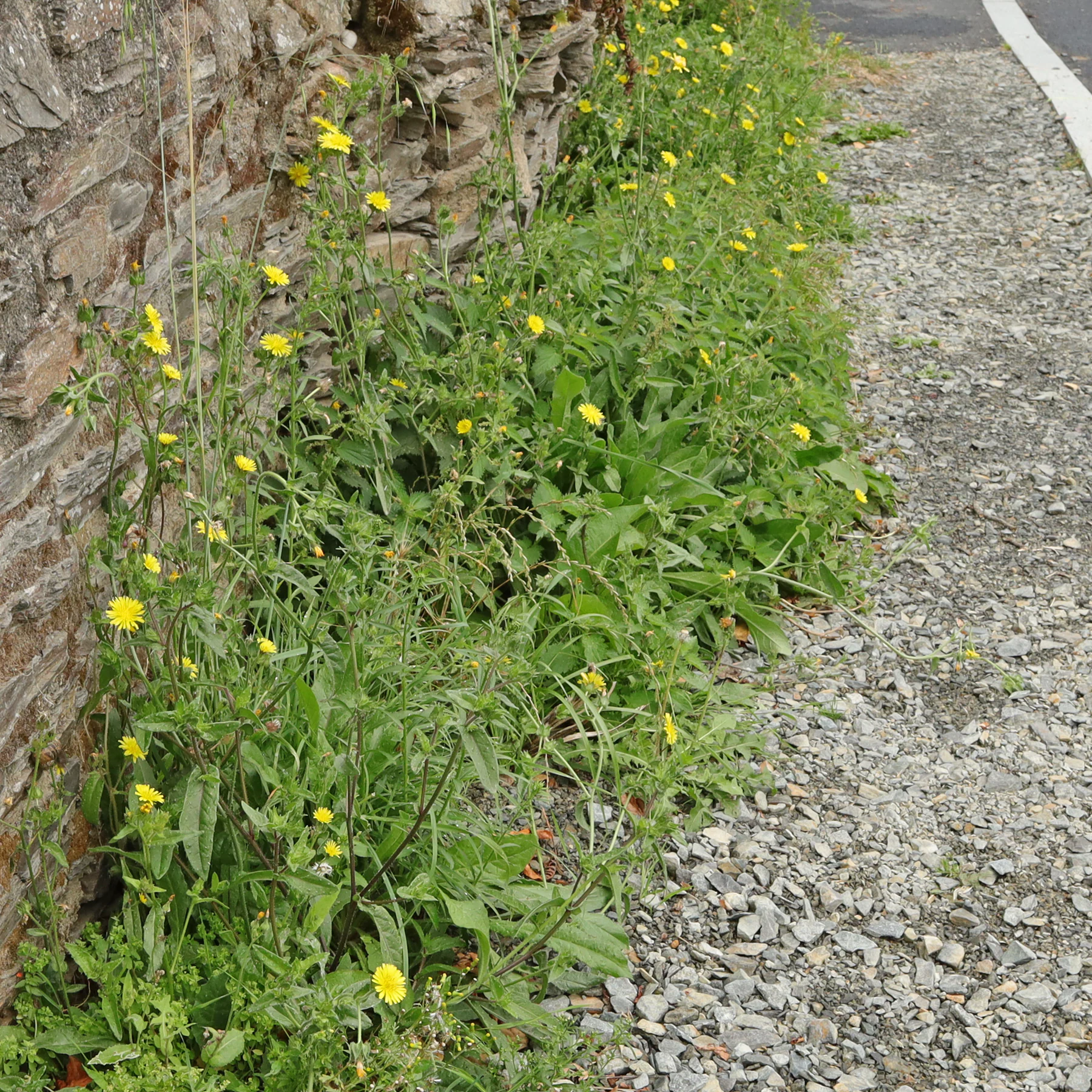 Picride fausse vipérine au bord d'un chemin à Cancale