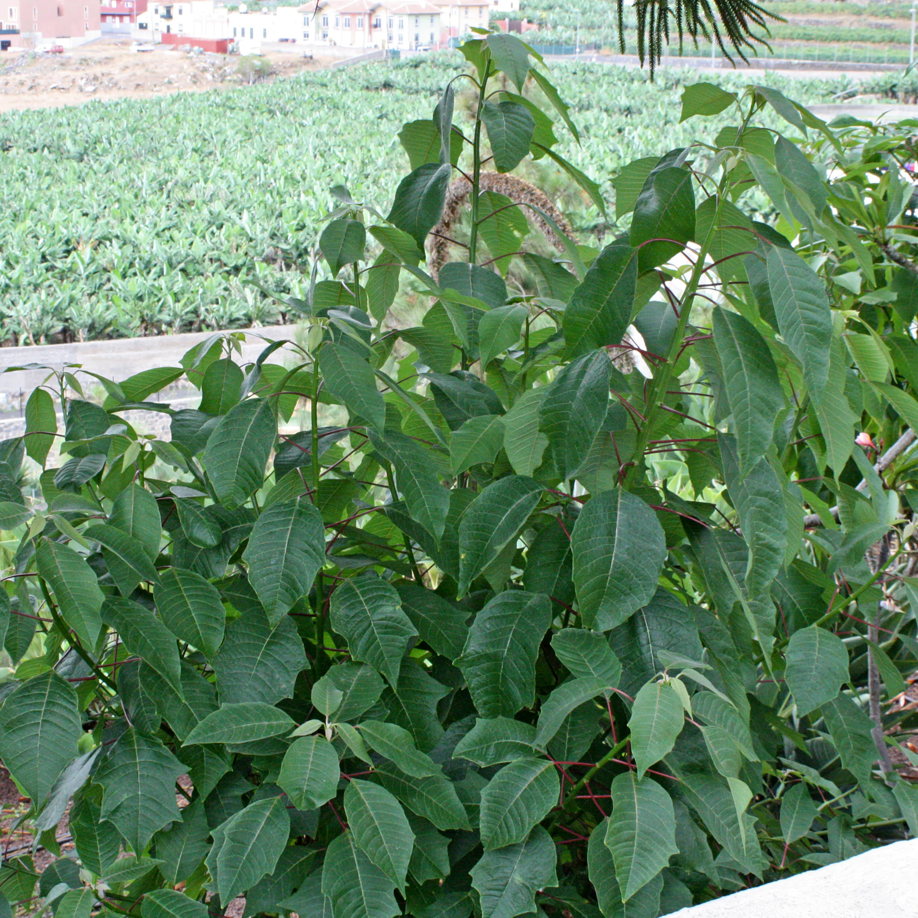 Poinsettia dans un jardin à Ténériffe