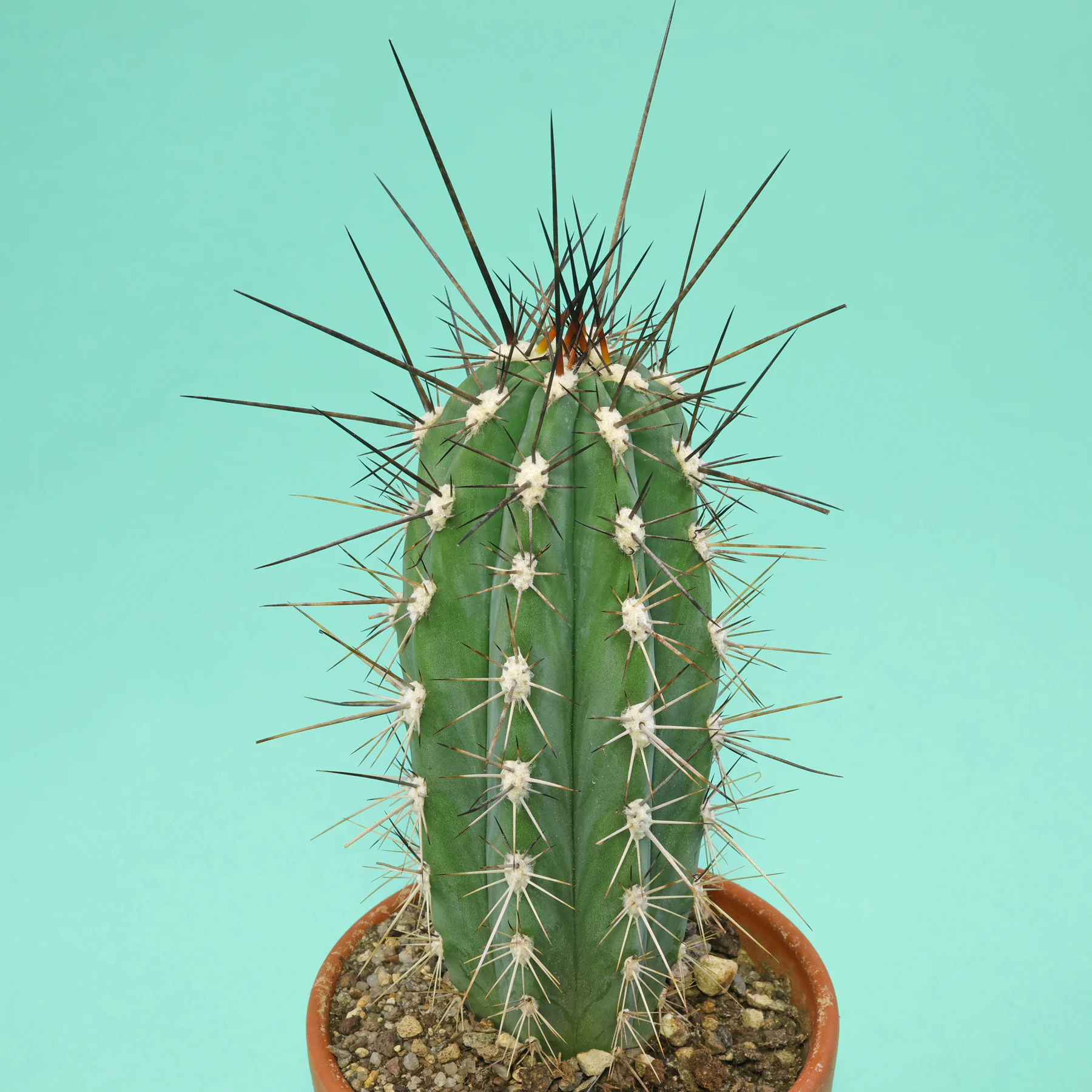 Stetsonia coryne