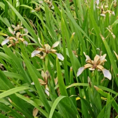 Iris foetidissima