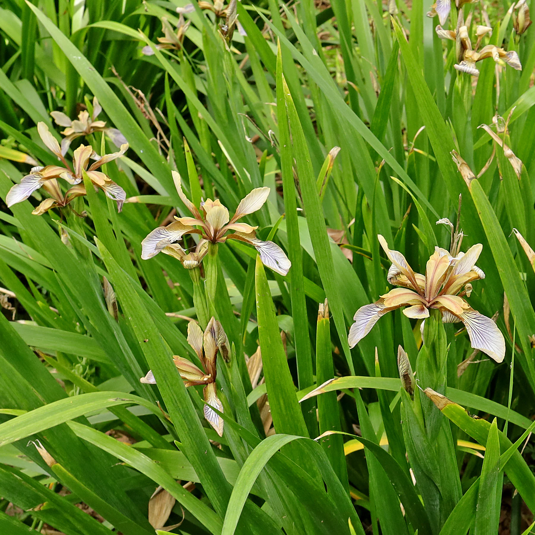 Iris foetidissima