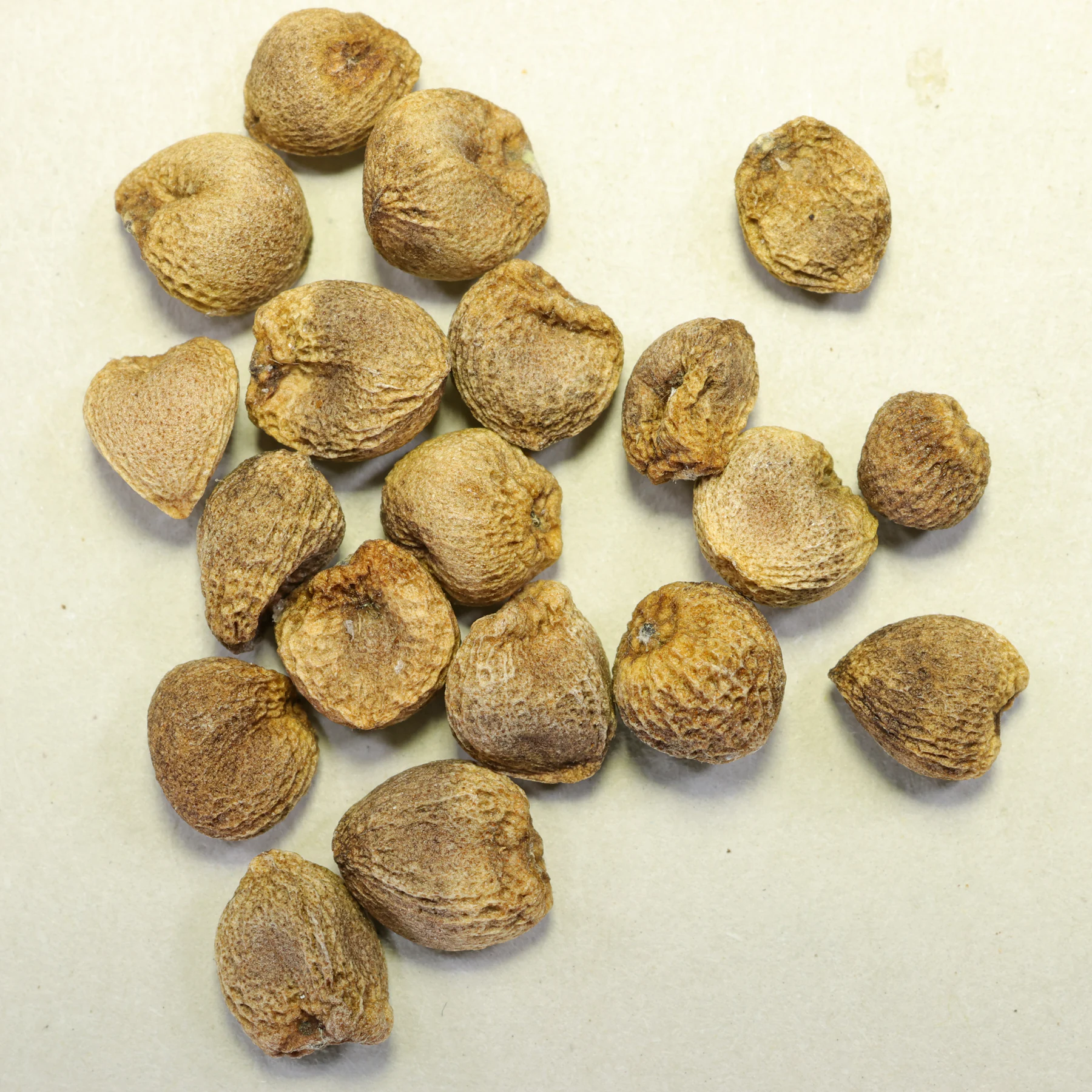 Arum maculatum graines