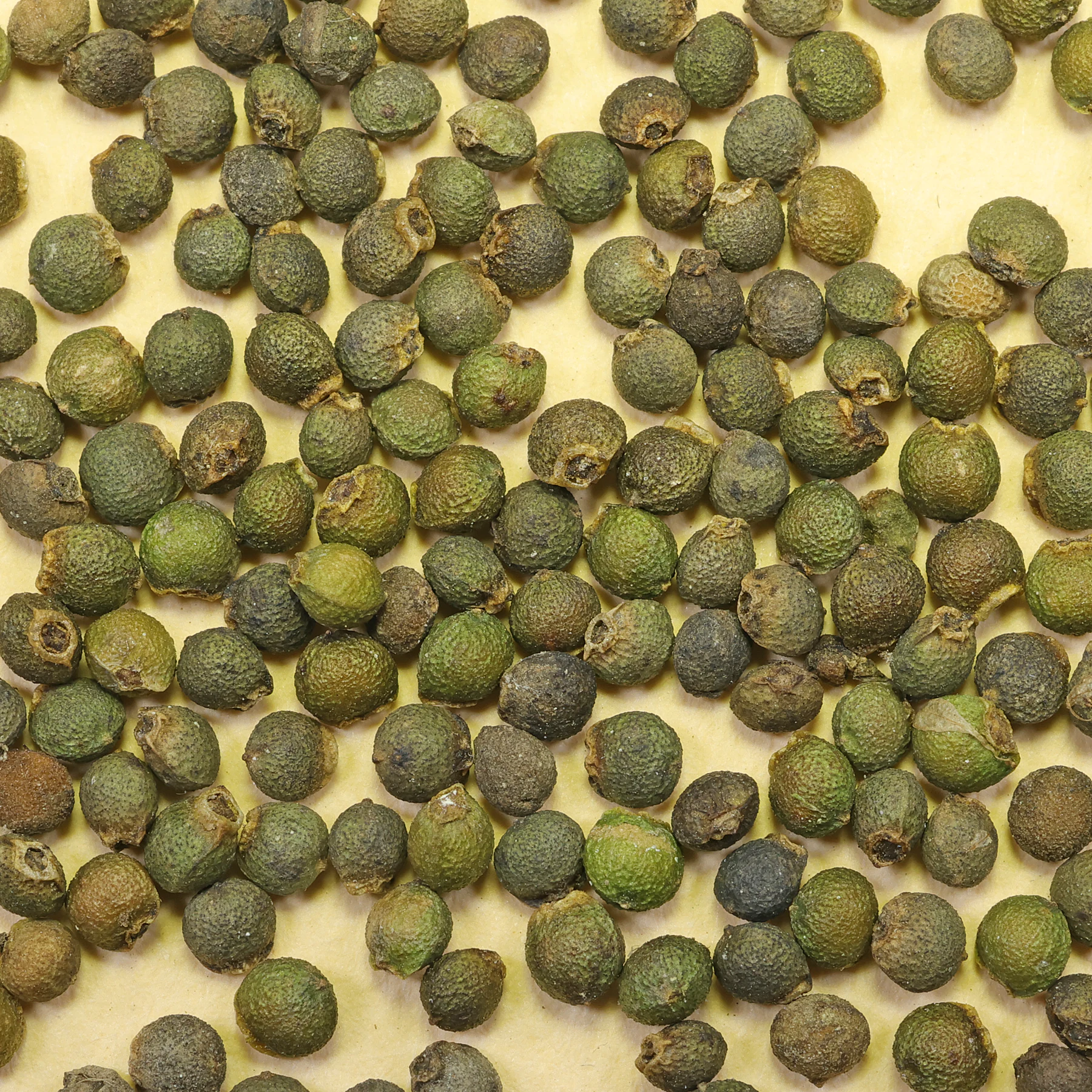 Fumaria officinalis graines