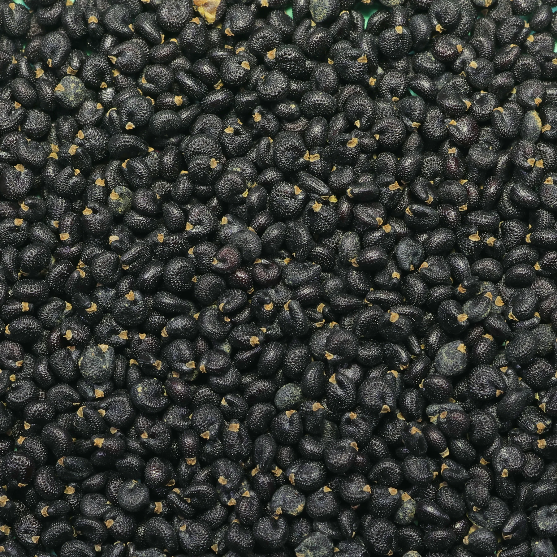 Les graines du pourpier