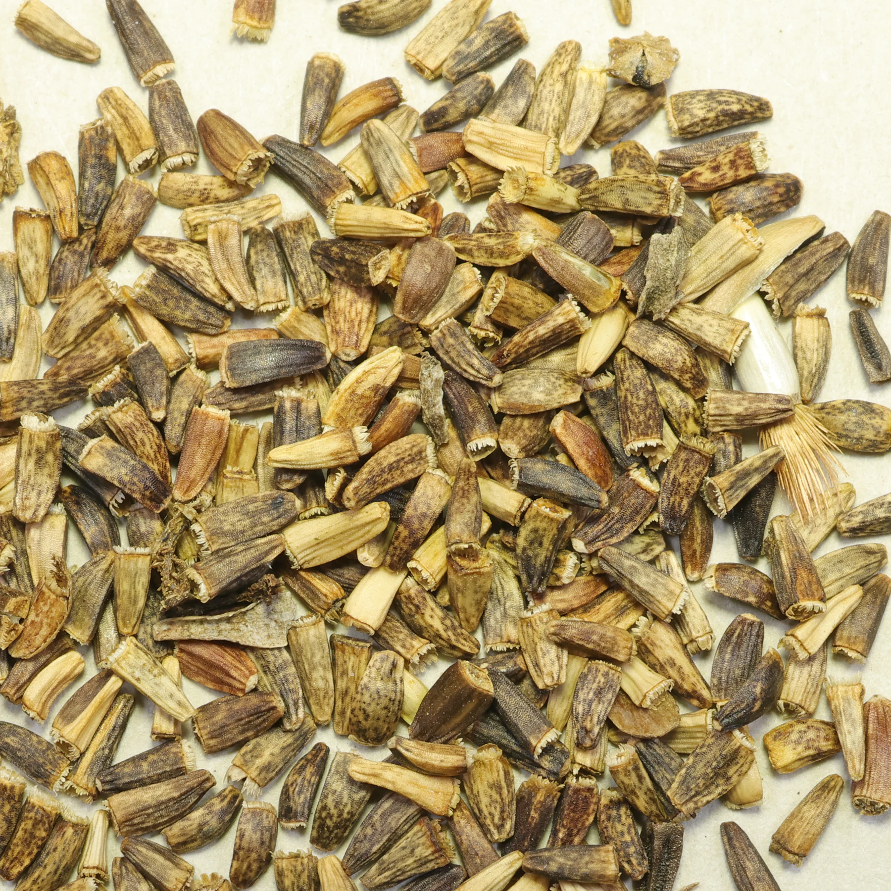 graines Cichorium intybus chicorée sauvage