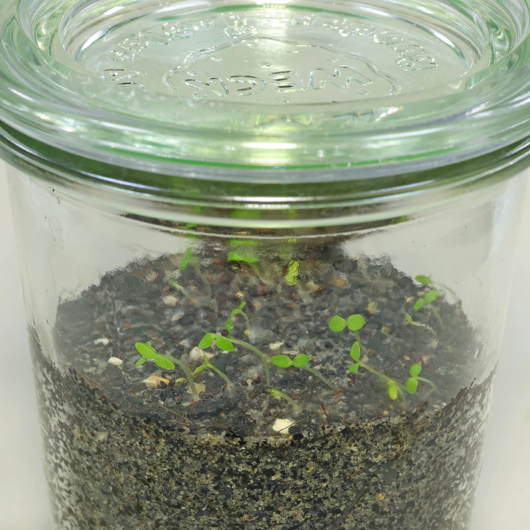 Graines de Chelidonium majus