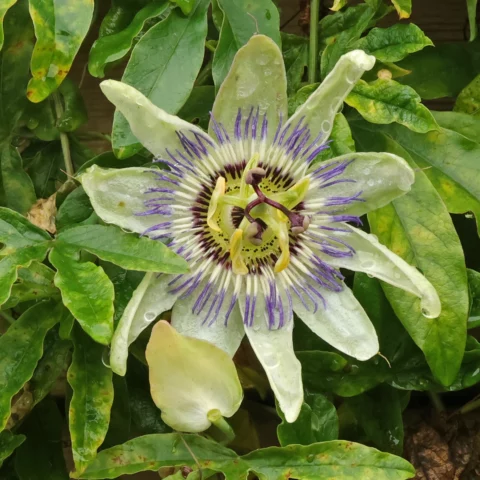 Passiflora caerulea