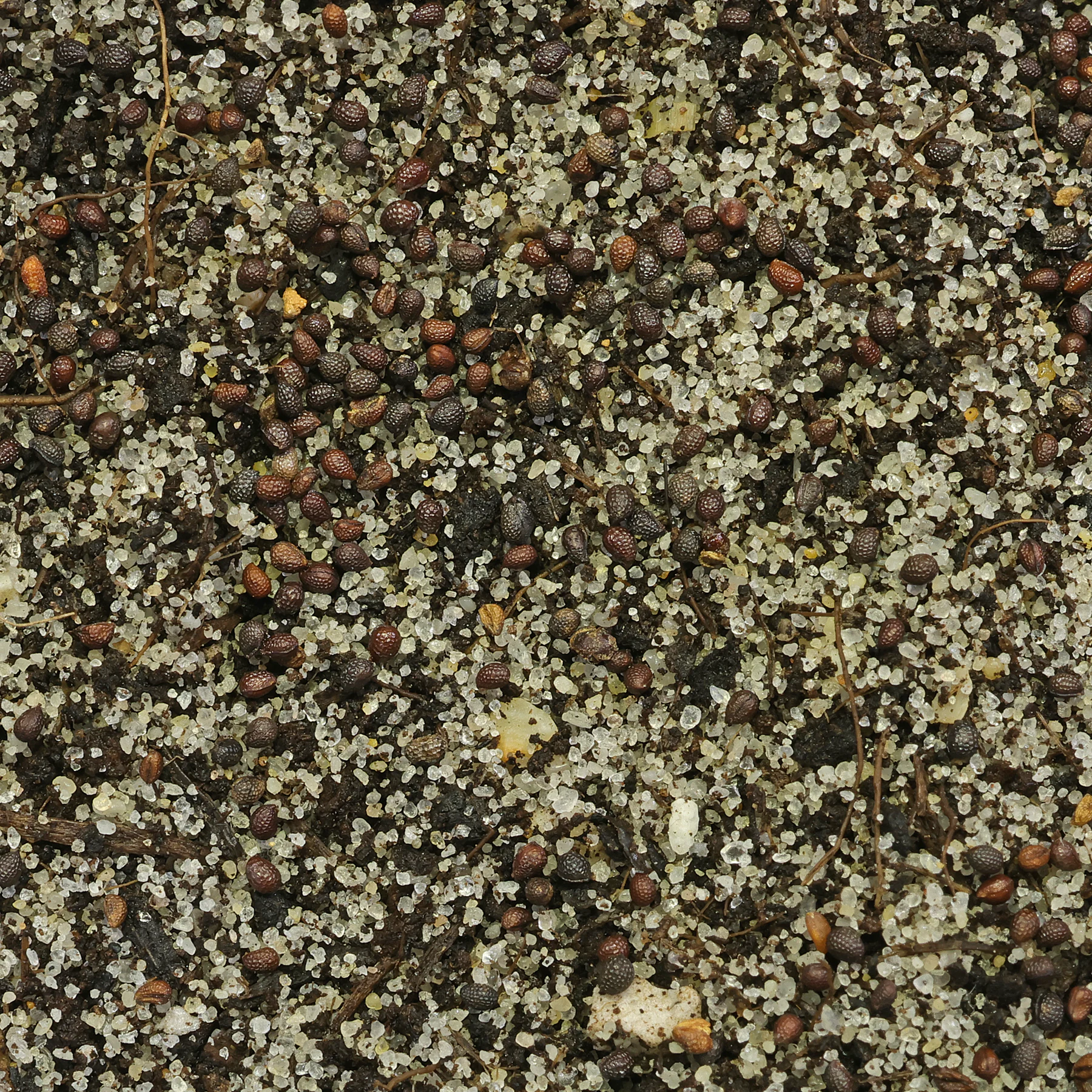 graines Chelidonium majus