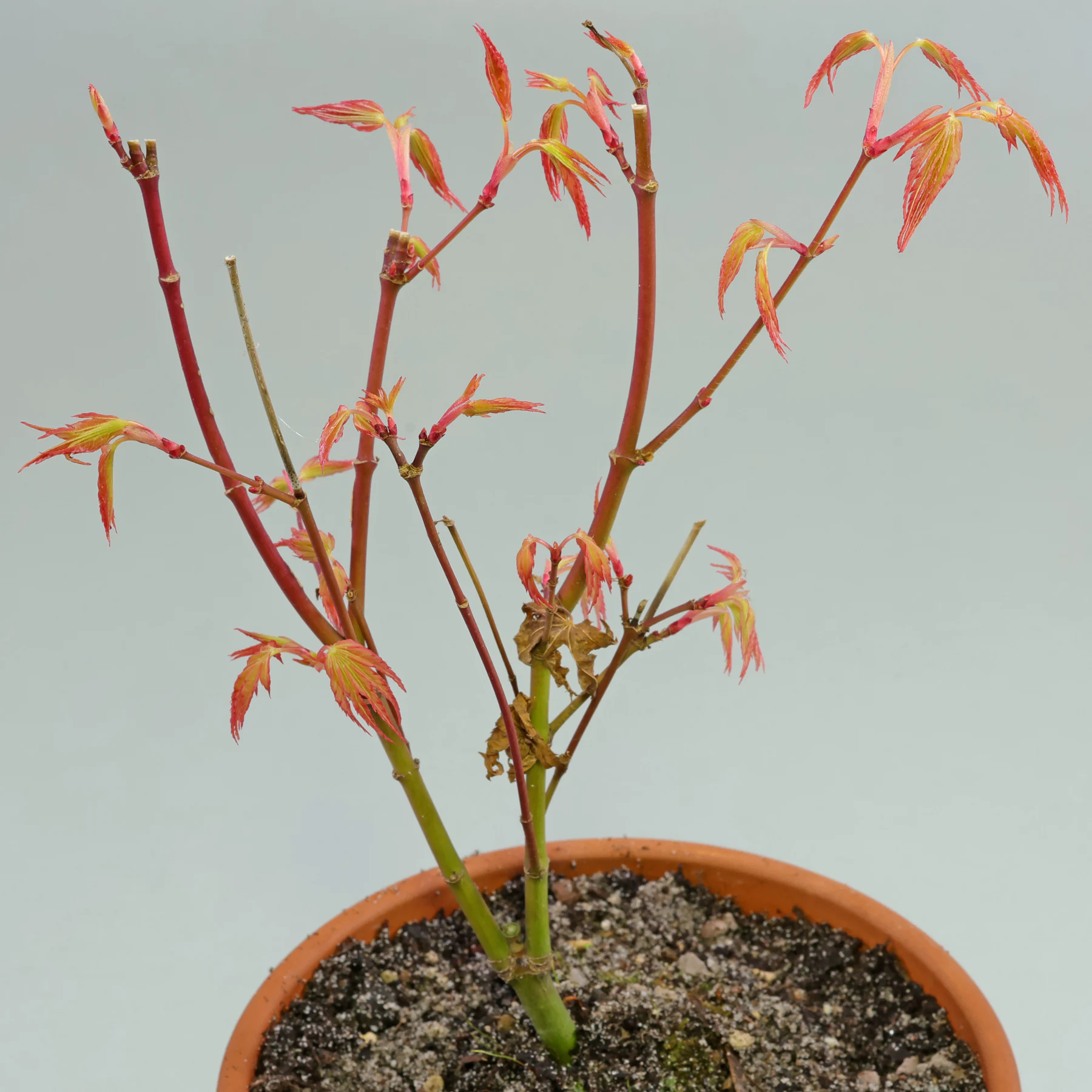 Acer palmatum Katsura