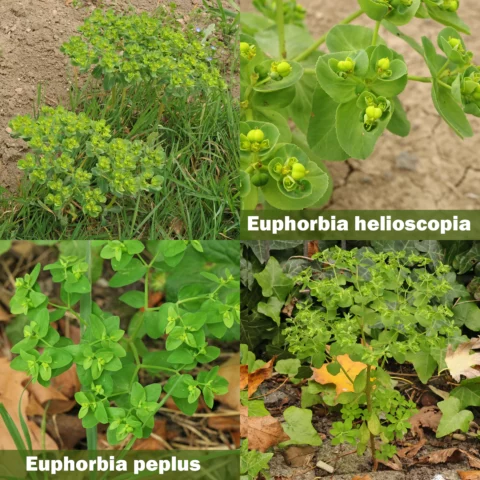 Euphorbia helioscopia vs. Euphorbia peplus