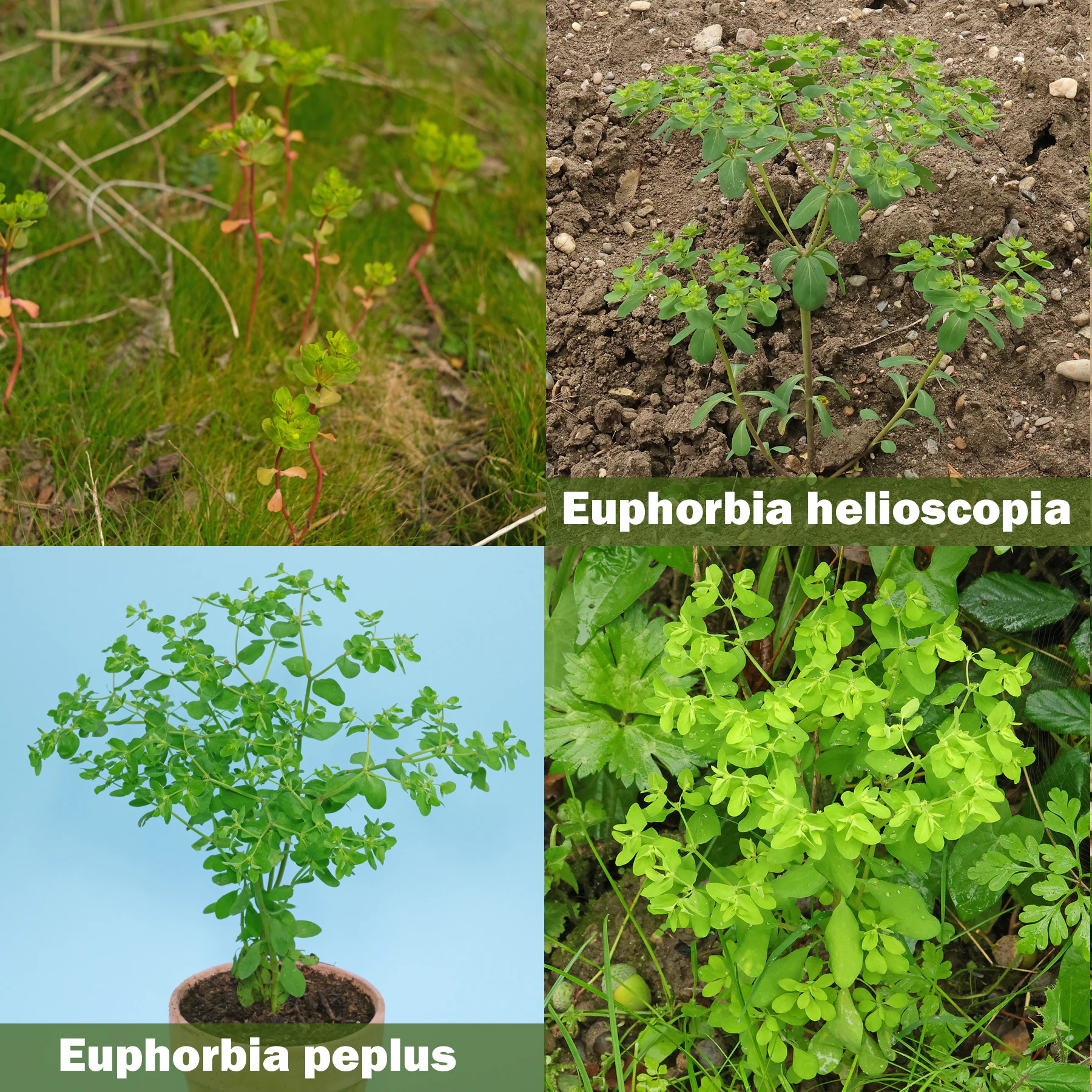Euphorbia helioscopia vs. Euphorbia peplus différences