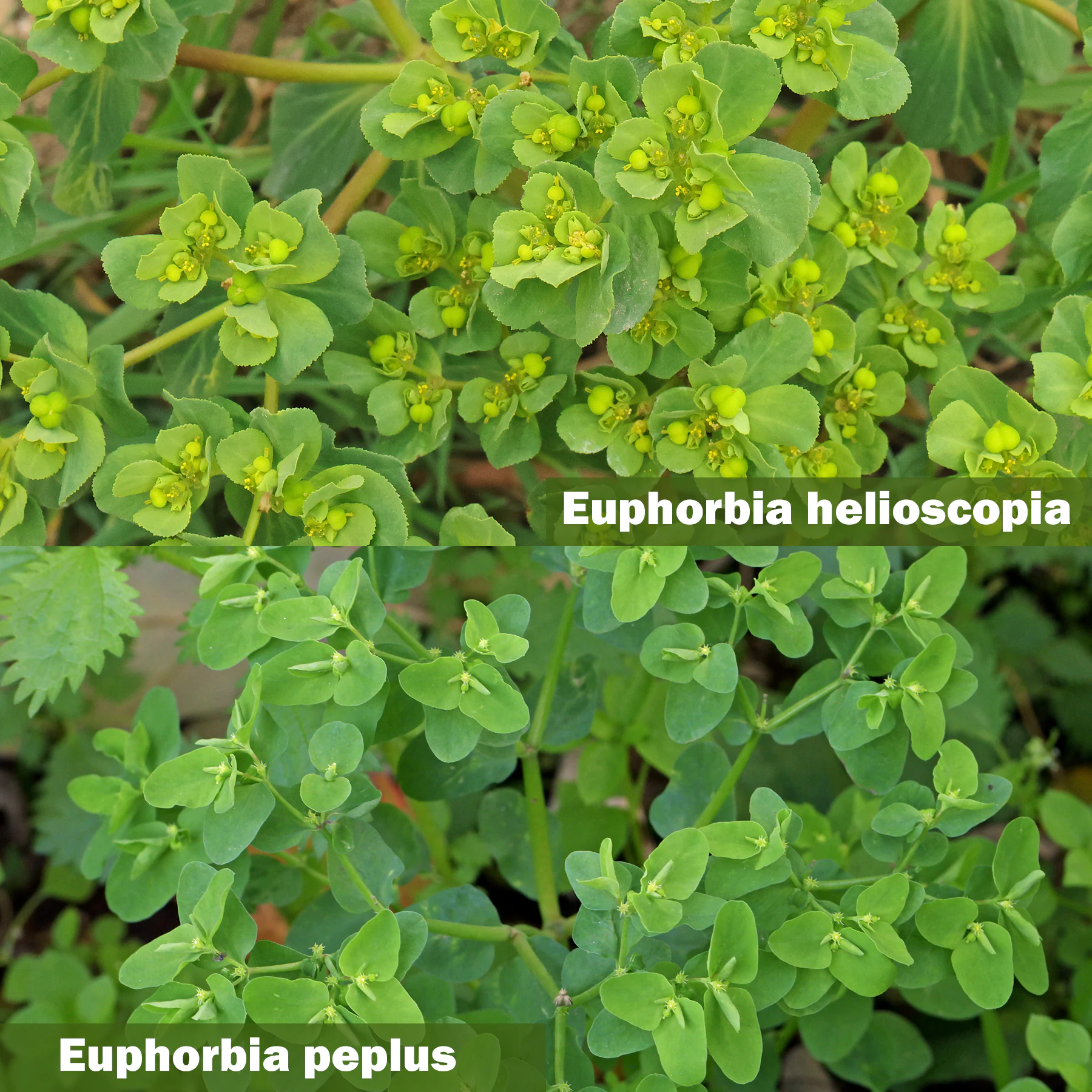 Euphorbia helioscopia vs. Euphorbia peplus feuilles